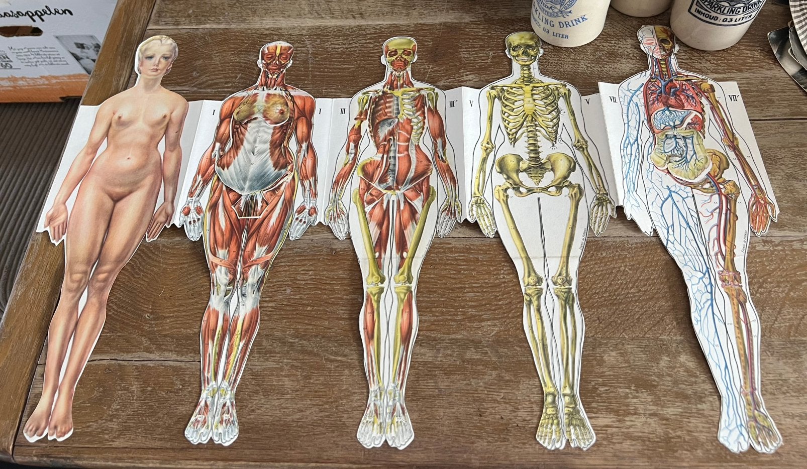Set Vintage anatomische papieren platen man & vrouw, Ophalen of Verzenden