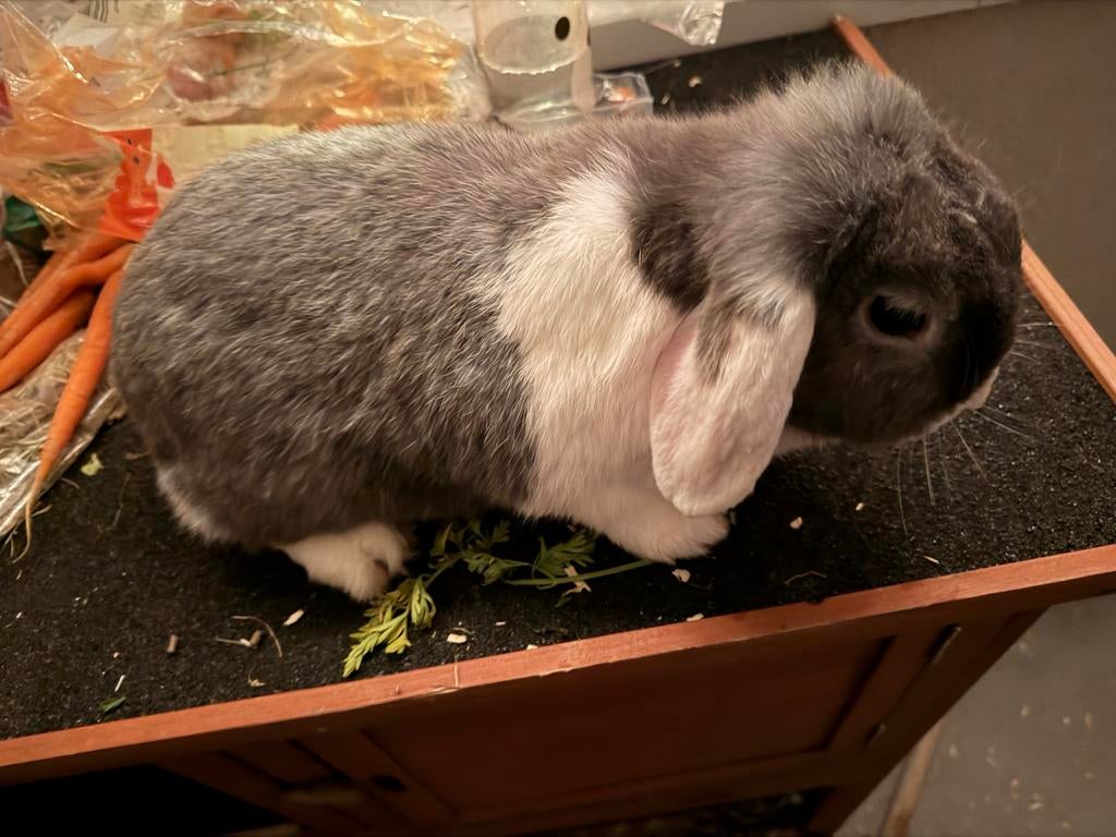 Konijnen, Dieren en Toebehoren, Konijnen, Meerdere dieren, Middelgroot, Hangoor, 0 tot 2 jaar