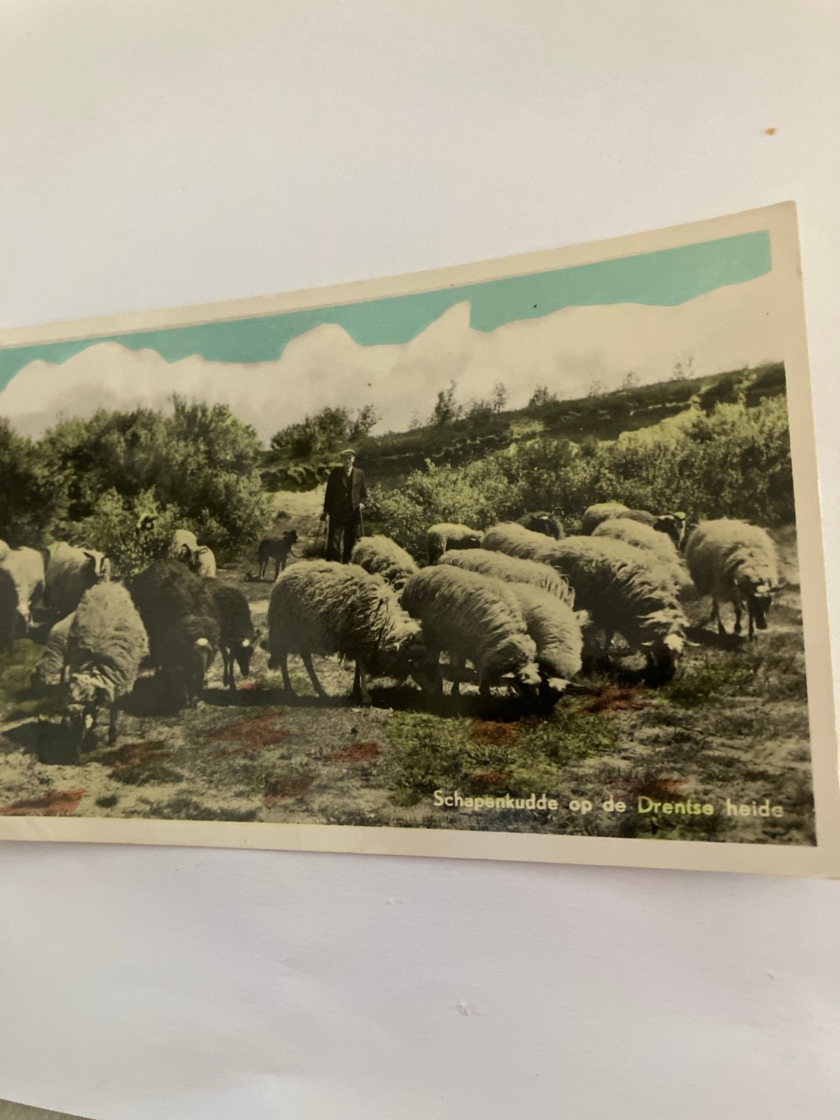 Oude Ansichtkaart: Schaapskudde op de Drentse heide, Ophalen of Verzenden, Voor 1920, Gelopen, Drenthe