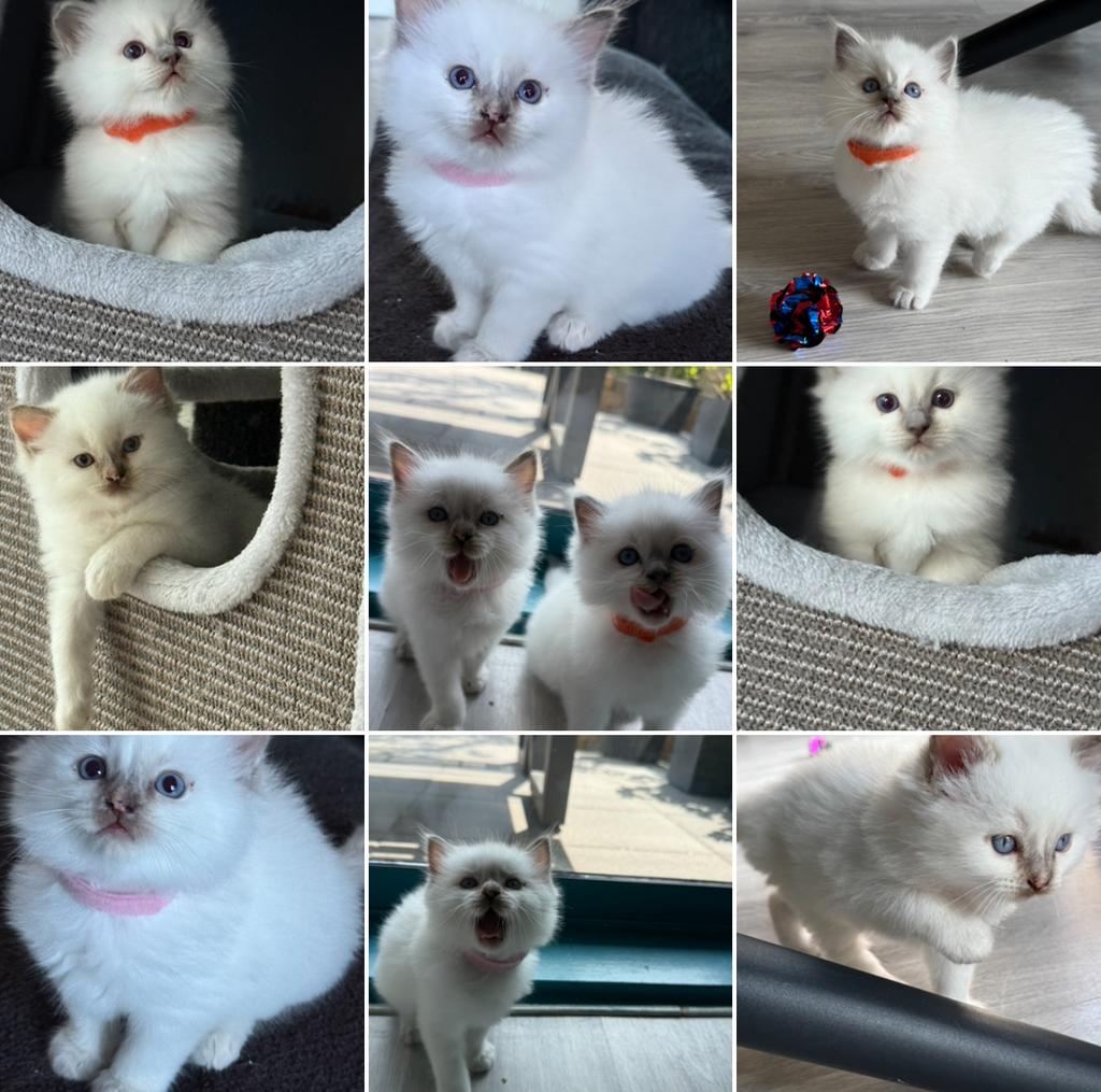 Raszuivere Ragdoll kittens met stamboom te koop, Dieren en Toebehoren, Meerdere dieren, Met stamboom, 0 tot 2 jaar