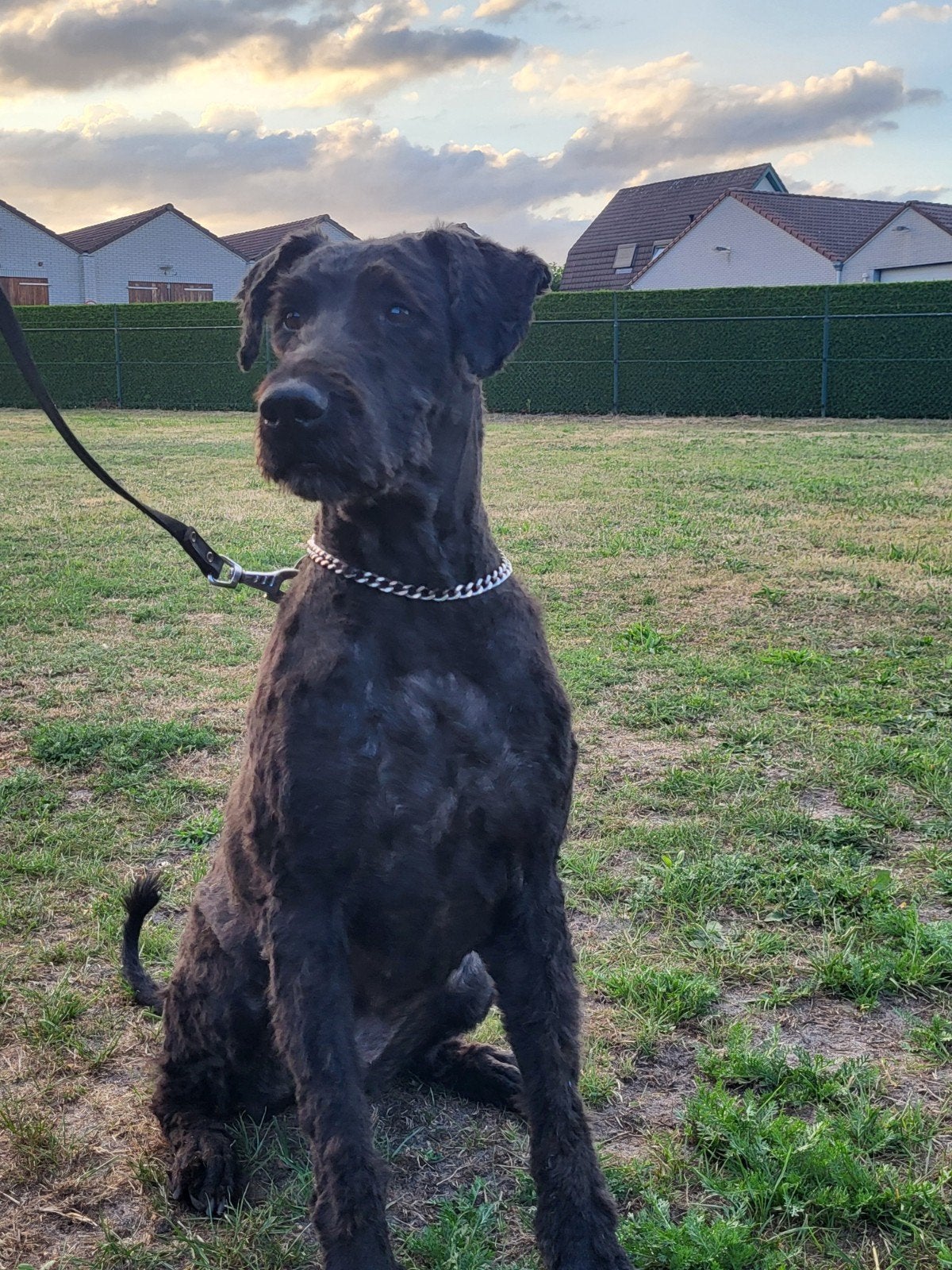nieuw huisje gezocht voor bouvier van bijna 7 jaar, Dieren en Toebehoren, Honden | Herdershonden en Veedrijvers, Teef, Eén hond