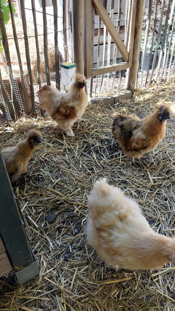 Zijdehoenders Kippen + Hok, Dieren en Toebehoren, Pluimvee, Meerdere dieren, Kip