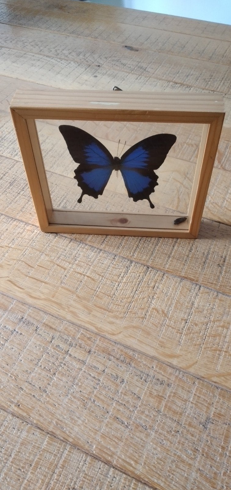 Blauwe vlinder opgezet in lijst, Ophalen, Gebruikt, Insect, Opgezet dier