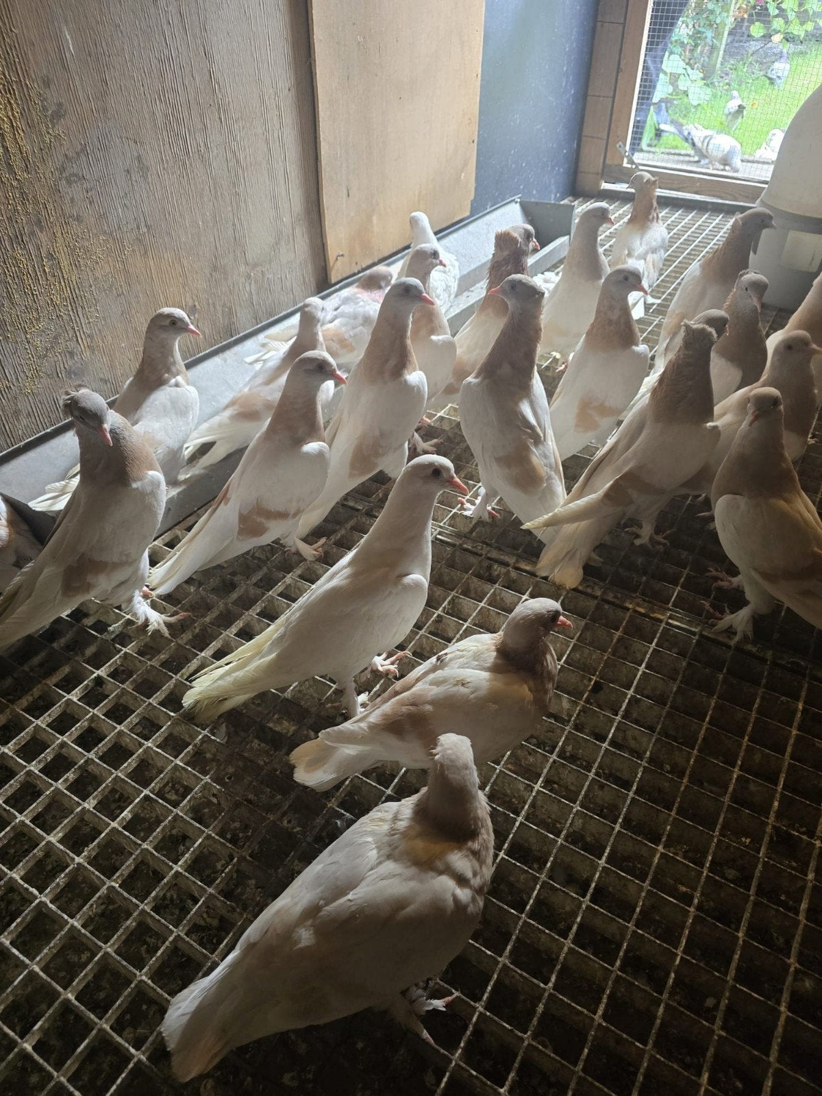 Takla, Dieren en Toebehoren, Vogels | Overige Vogels, Meerdere dieren