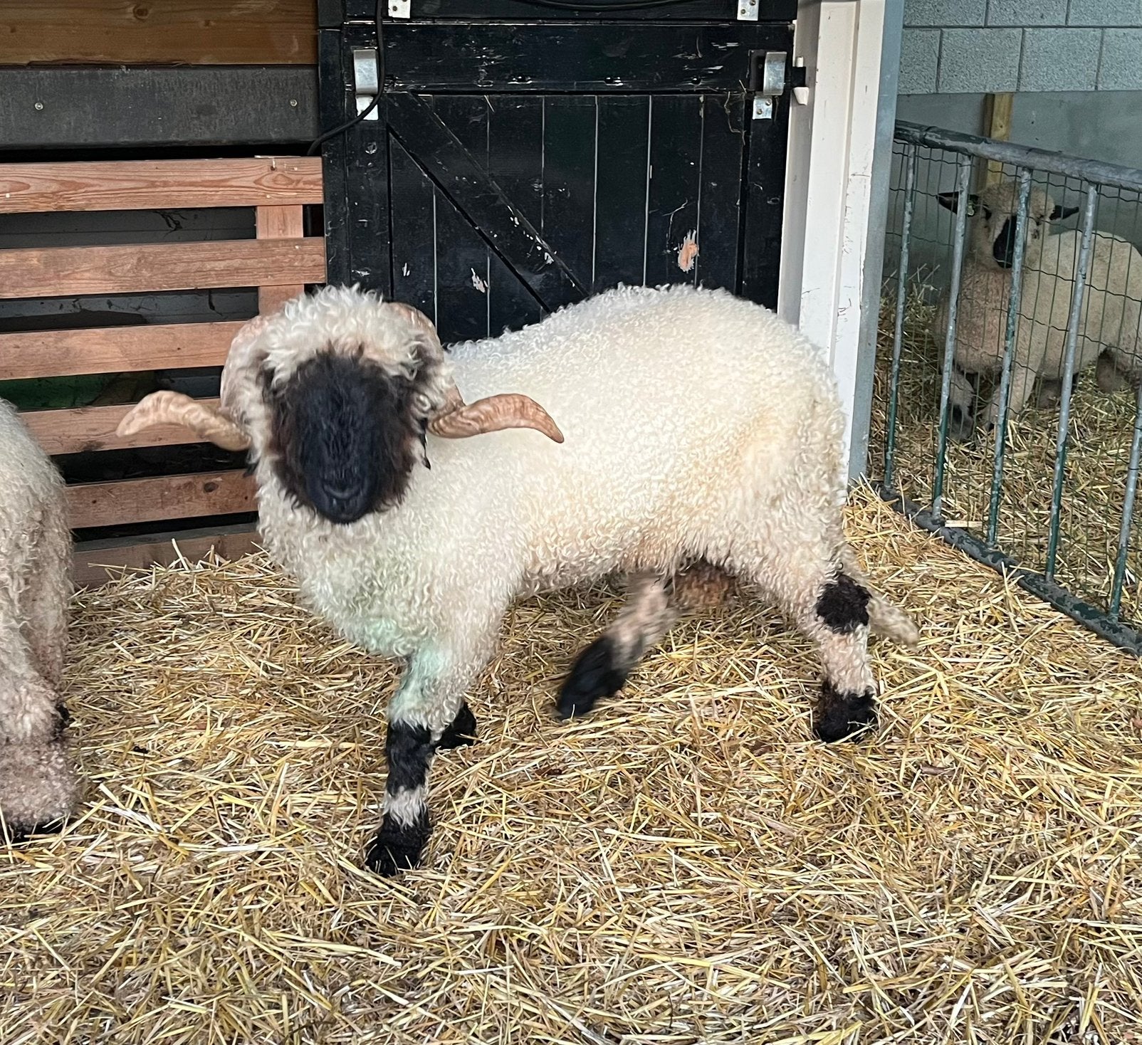 Wallischer Swartznase Ram te HUUR, Mannelijk, Schaap