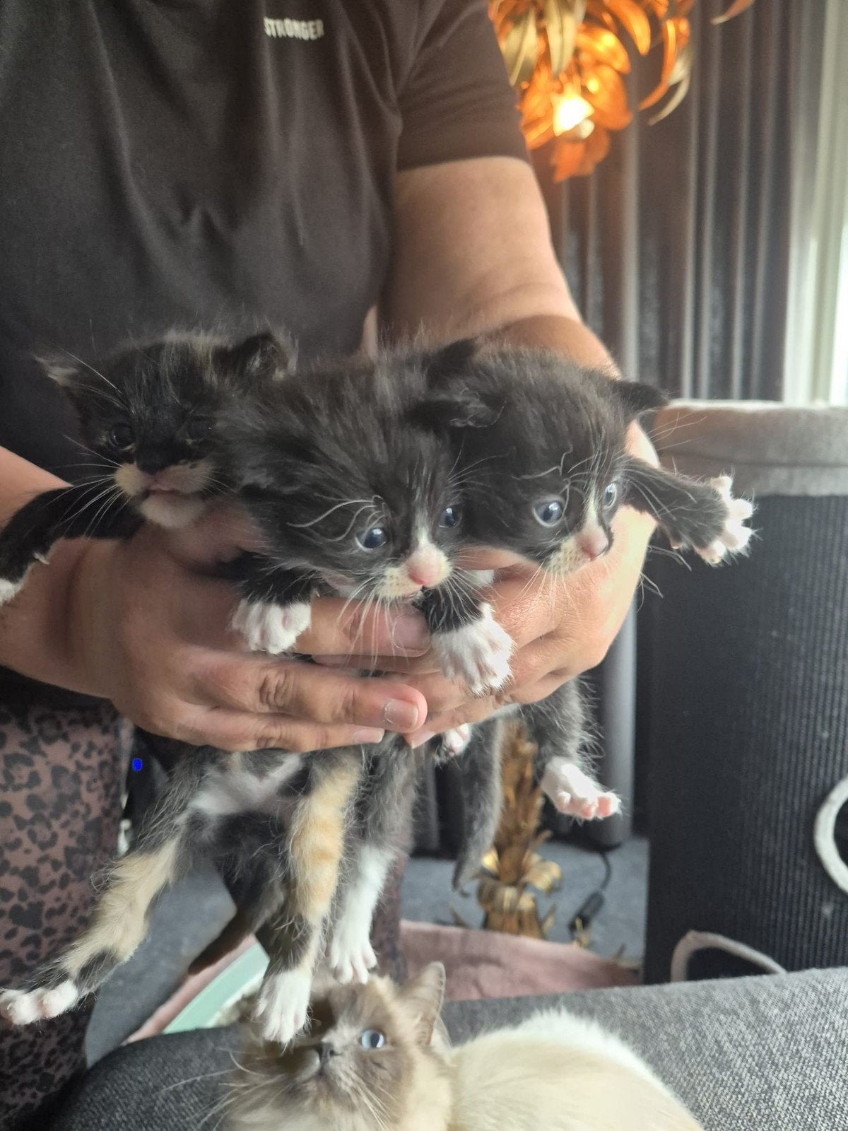 Mooie lieve kittens Ragdoll x Europese korthaar, Meerdere dieren, 0 tot 2 jaar