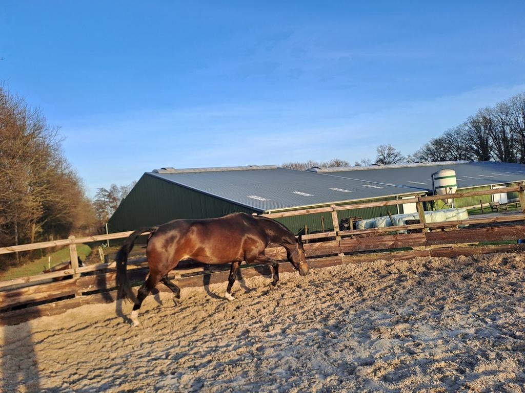 Getalenteerde bijna 6 jarige merrie, Dieren en Toebehoren, Paarden, Merrie, Met stamboom, Dressuurpaard, 3 tot 6 jaar