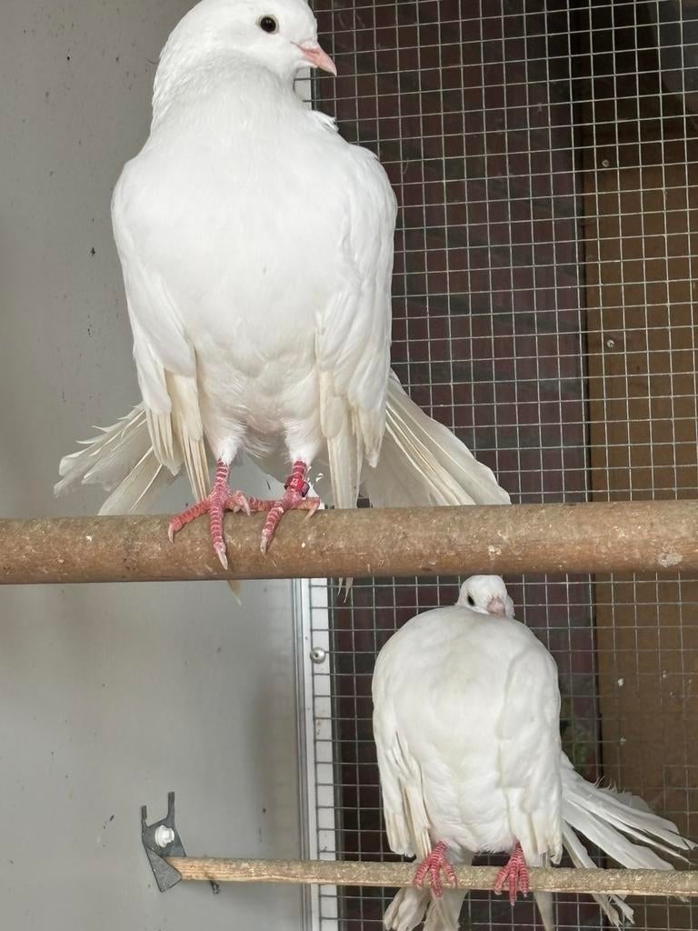 3 pauwstaartduiven, Geslacht onbekend, Overige soorten