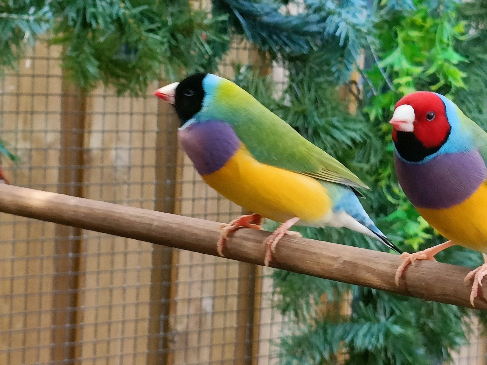 Goulds mannen, Dieren en Toebehoren, Vogels | Overige Vogels, Meerdere dieren