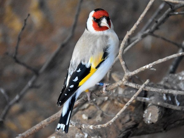Nieuw binnen bij Vogelspeciaalzaak De Toekan – Uniek kopp, Dieren en Toebehoren, Meerdere dieren, Wildzangvogel, Geringd