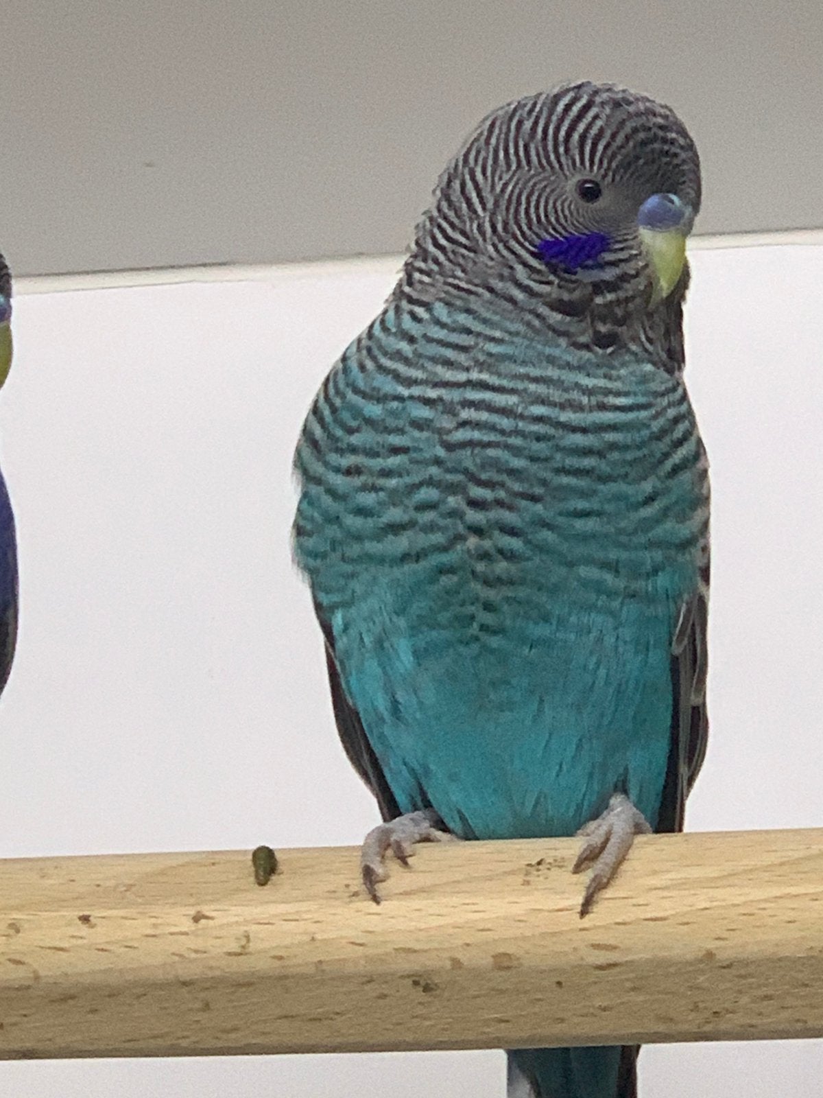 Grasparkiet blackface, Dieren en Toebehoren, Mannelijk, Parkiet