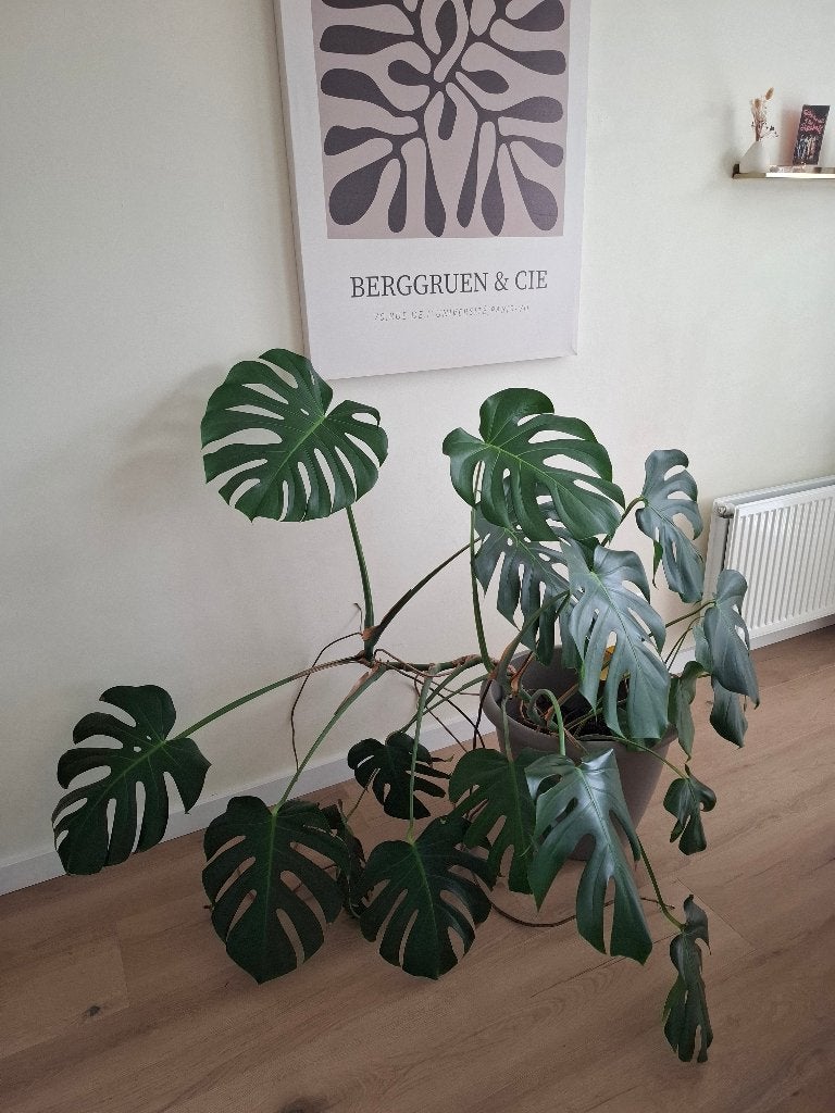 Plantenpot, Ophalen, 100 tot 150 cm, Overige soorten, Halfschaduw