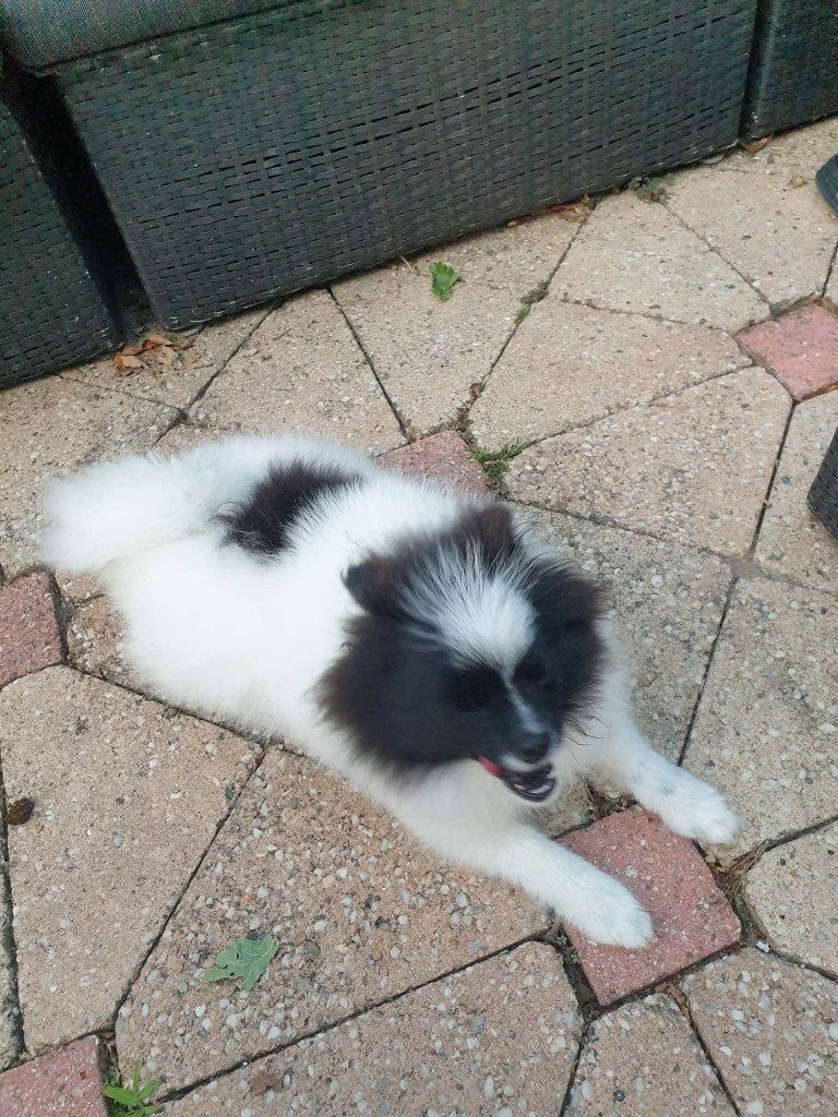 1 pomeriaan pup teefje, 15 weken tot 1 jaar, Teef, Eén hond, Nederland