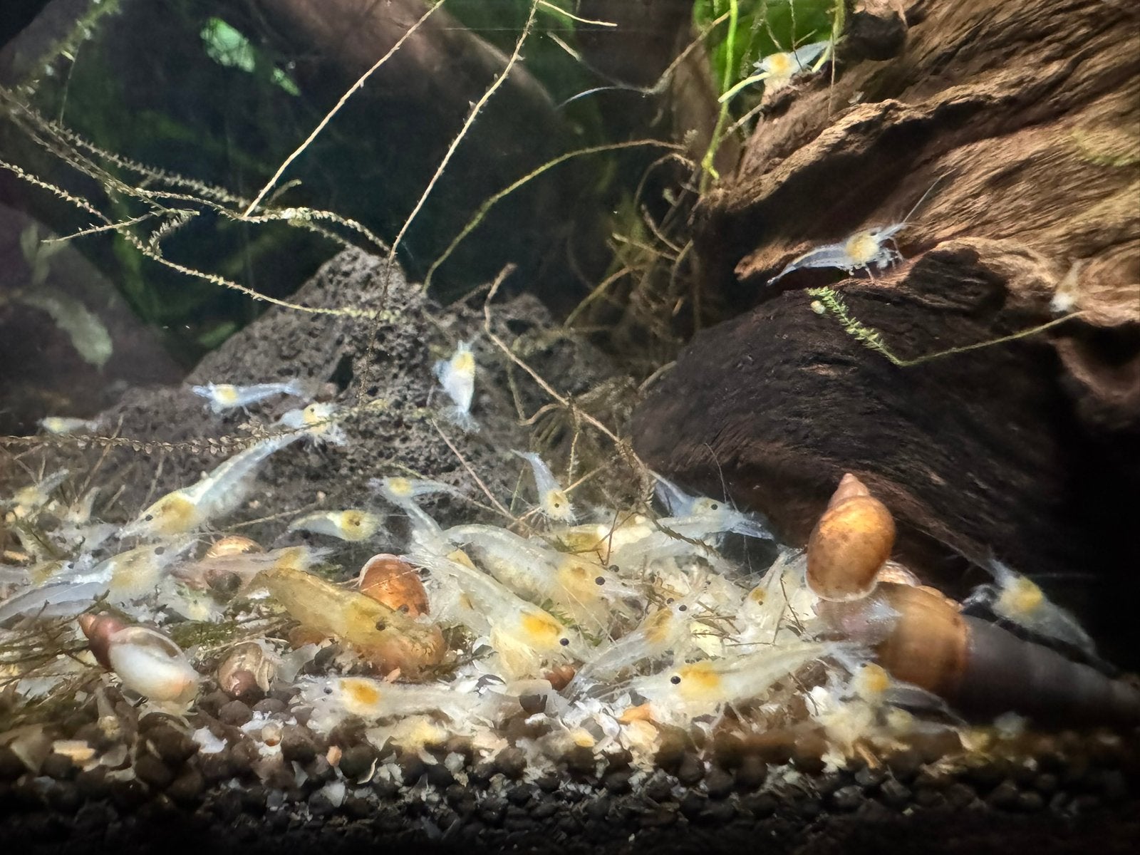 White Pearl garnalen (eigen kweek op kraanwater), Dieren en Toebehoren, Kreeft, Krab of Garnaal, Zoetwatervis