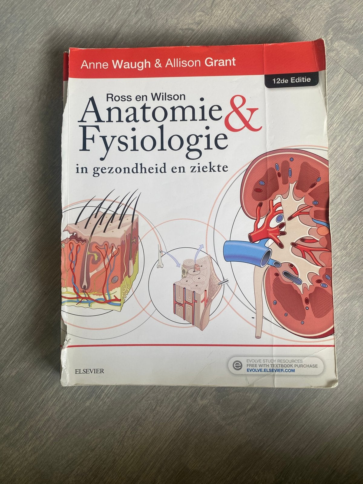Anatomie & Fysiologie 12e Editie, Ophalen, Gamma, Gelezen, HBO