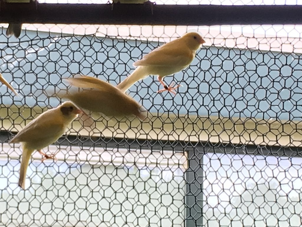 kanaries, Dieren en Toebehoren, Vogels | Kanaries, Meerdere dieren, Zangkanarie