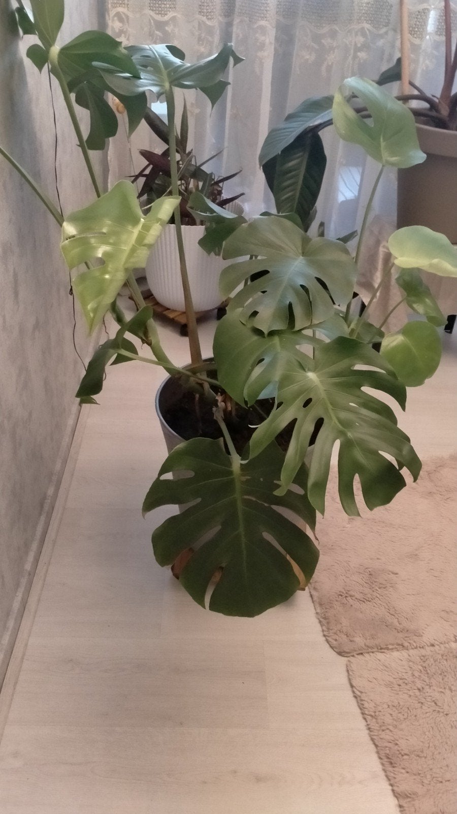 Grote Monstera Deliciosa Kamerplant in Pot, 100 tot 150 cm, Overige soorten, In pot, Groene kamerplant