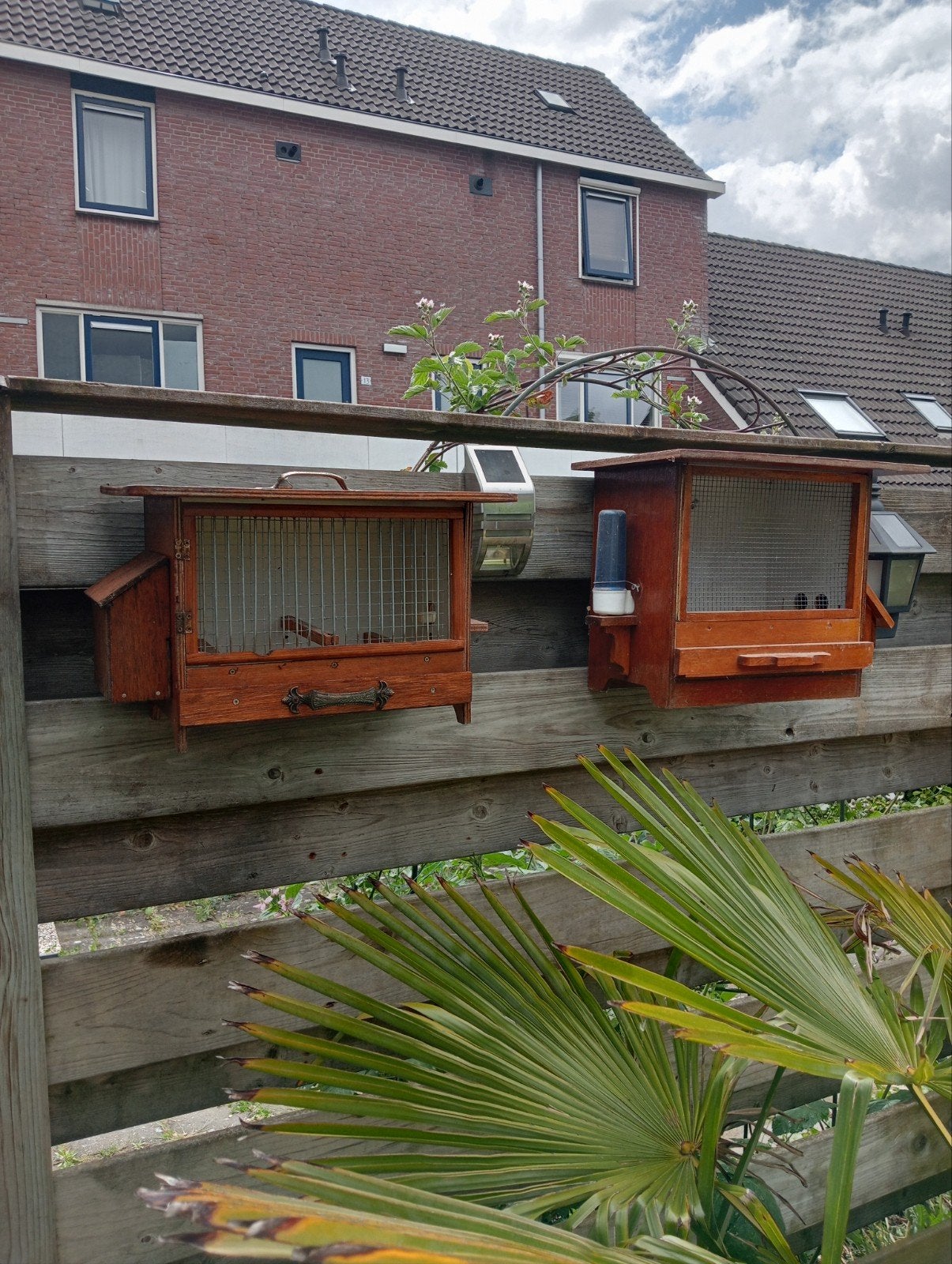 2 ZANG KOOITJES, Ophalen, Hout, Vogelkooi