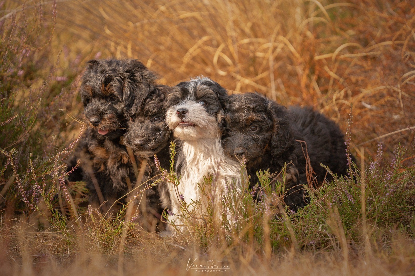 Dwergpoedel x Boompoo puppies, Poedel, 8 tot 15 weken, Meerdere, Meerdere dieren