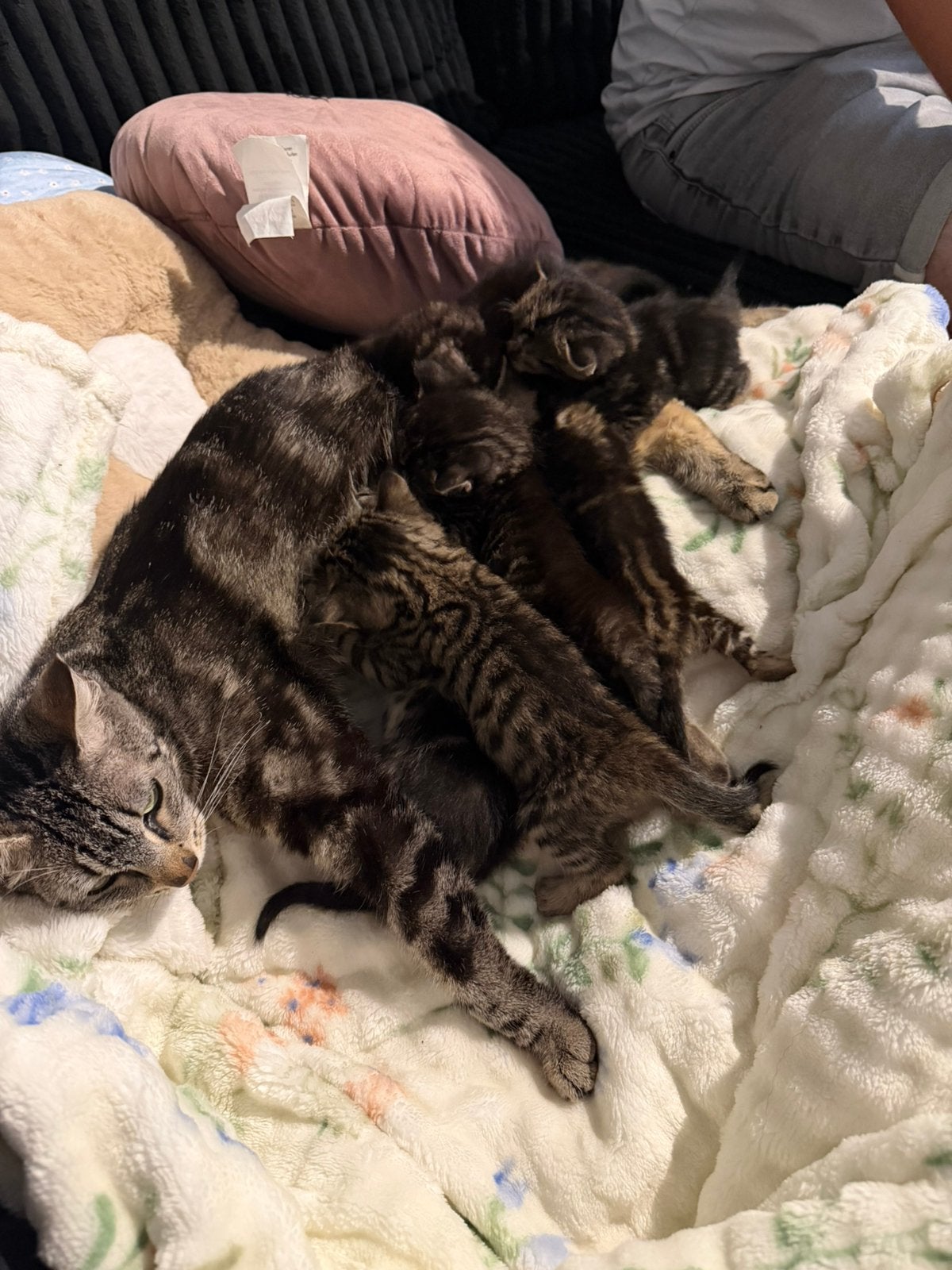 Kittens, Dieren en Toebehoren, Katten en Kittens | Raskatten | Langhaar, Kater, Ontwormd