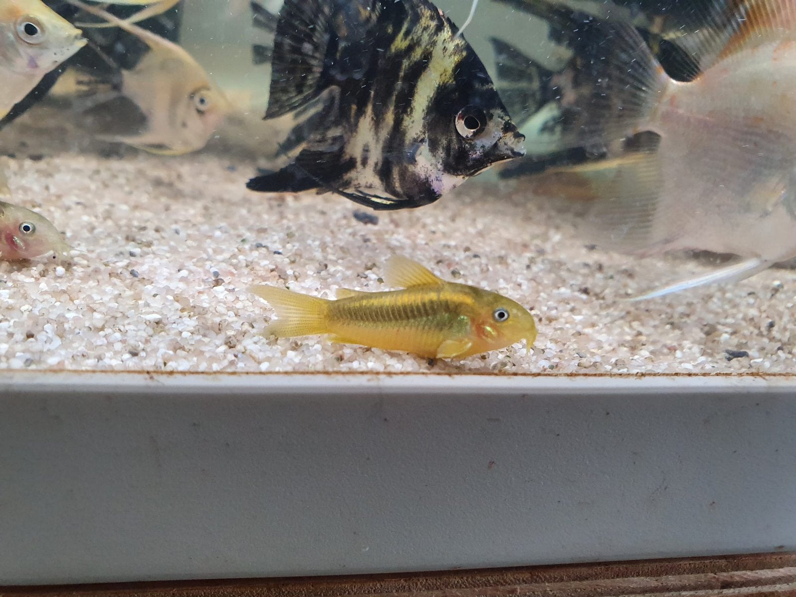 Jonge Corydoras goldstripe €6.50 per stuk en 10 voor €60, Dieren en Toebehoren, Vis