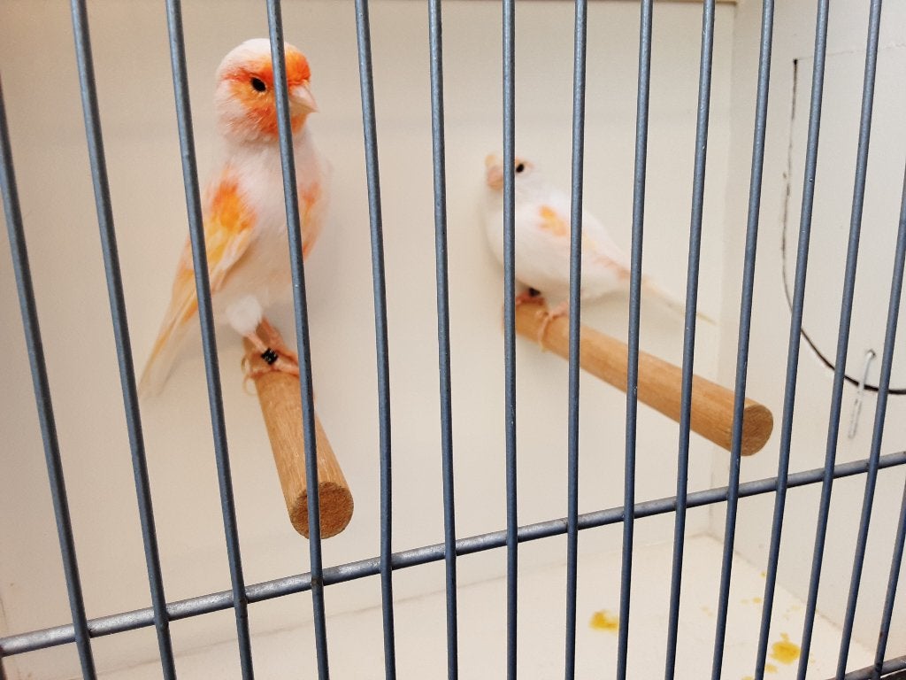 Roodmozaik kanaries, Dieren en Toebehoren, Meerdere dieren, Kleurkanarie