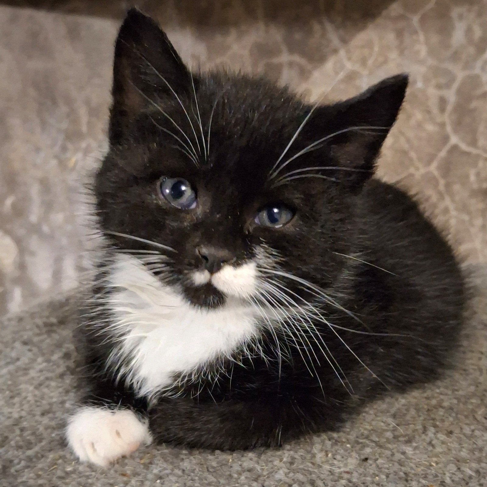 Lieve sociale kittens, Meerdere dieren, Kortharig