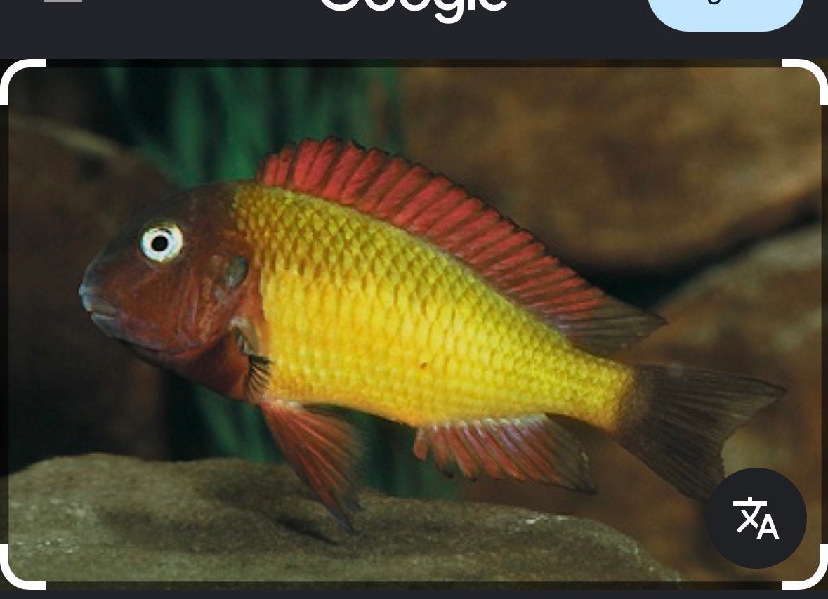 Gezocht: Tropheus Moorii ilangi of Nkonde, Dieren en Toebehoren, Vis
