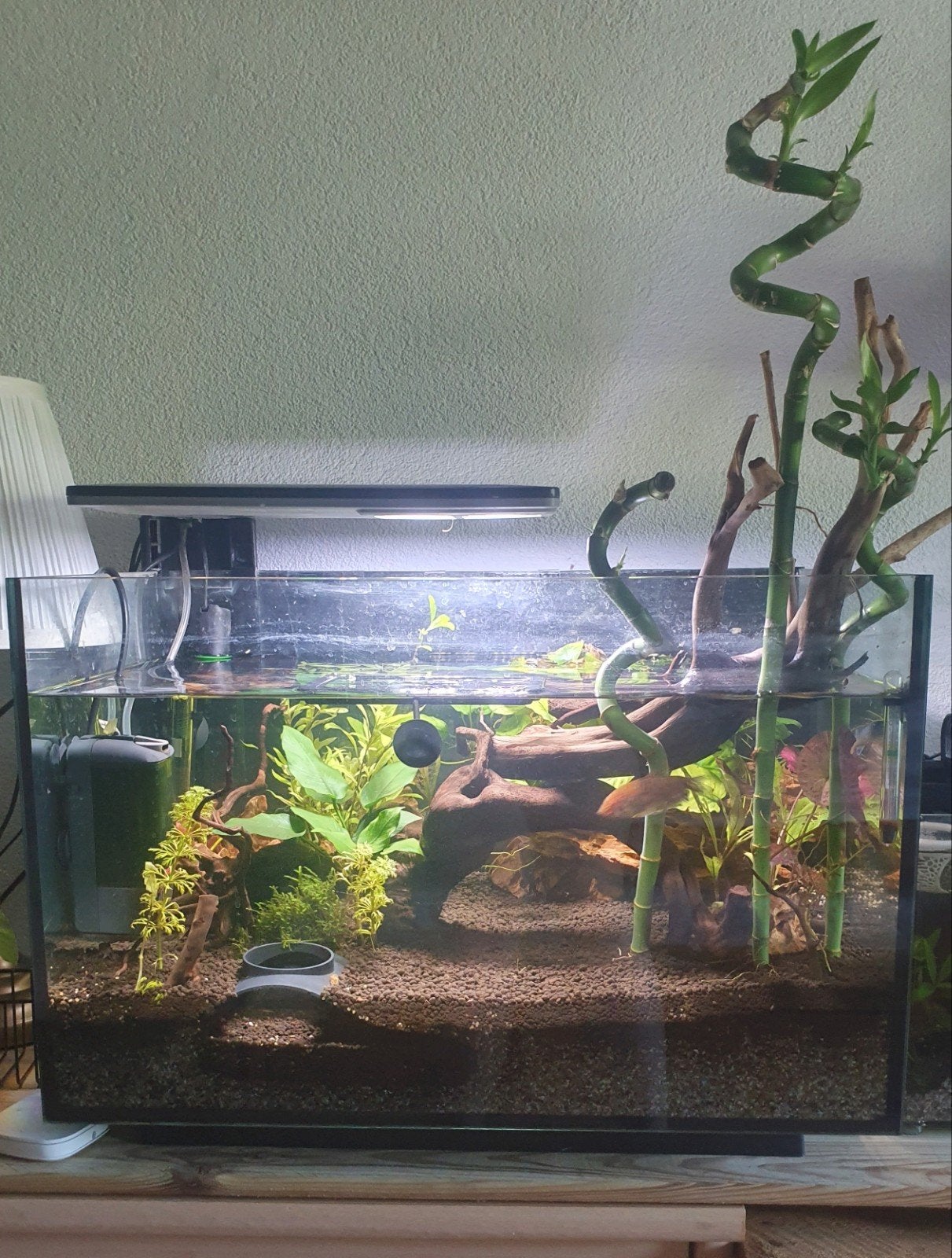 Aquarium met vis, decoratie & toebehoren., Ophalen, Inclusief vissen, Superfish, Gevuld zoetwateraquarium