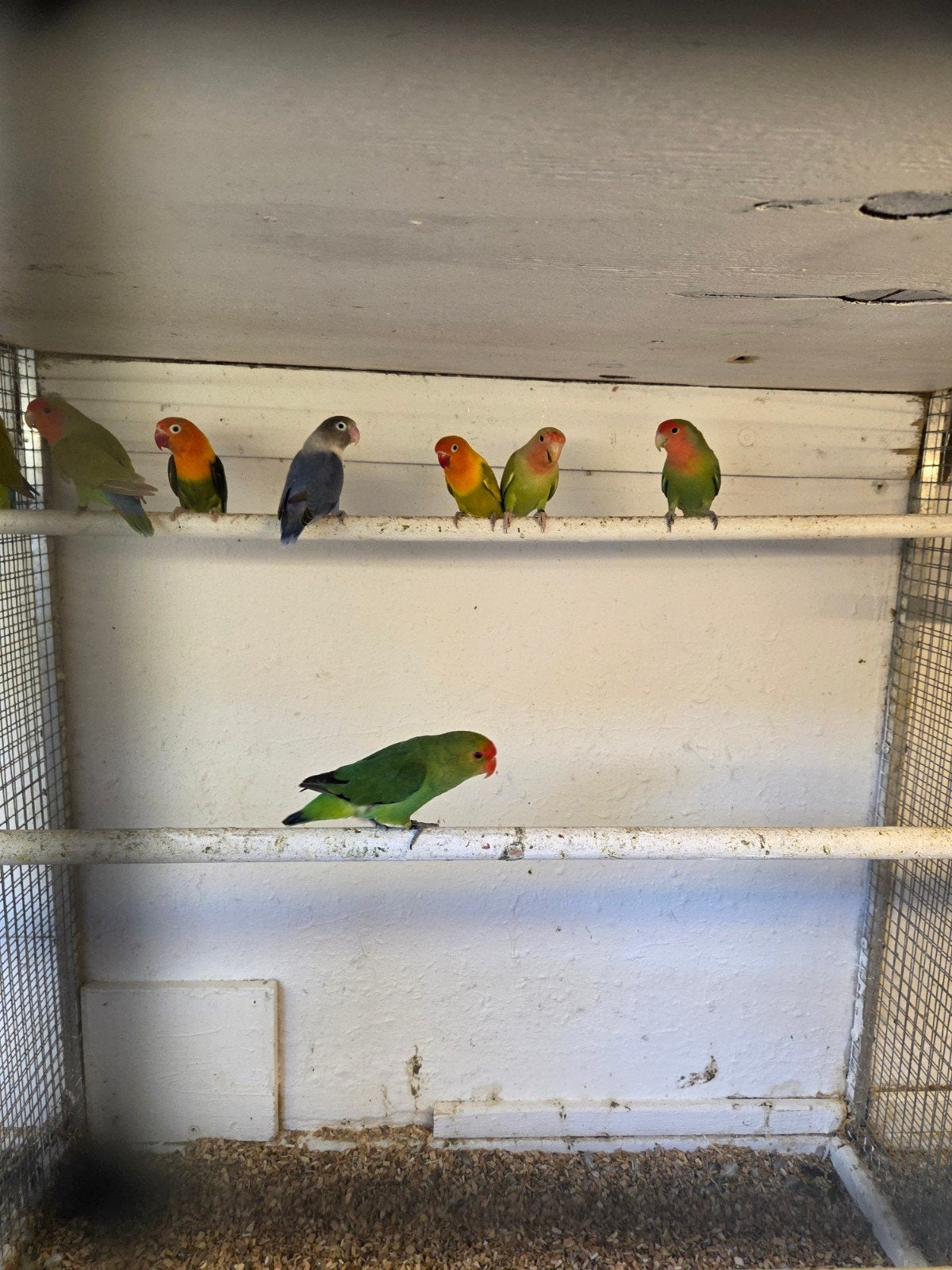 taranta.s, Dieren en Toebehoren, Mannelijk, Parkiet