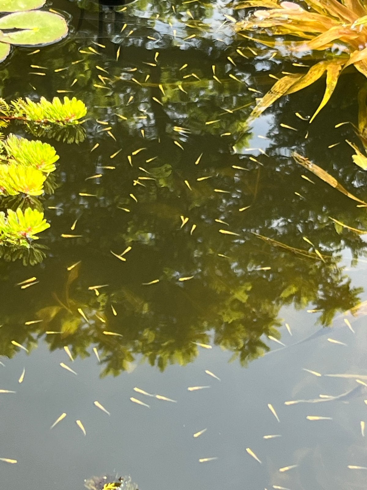 Jonge goudelrits, Dieren en Toebehoren, Vissen | Vijvervissen, Karper of Koi