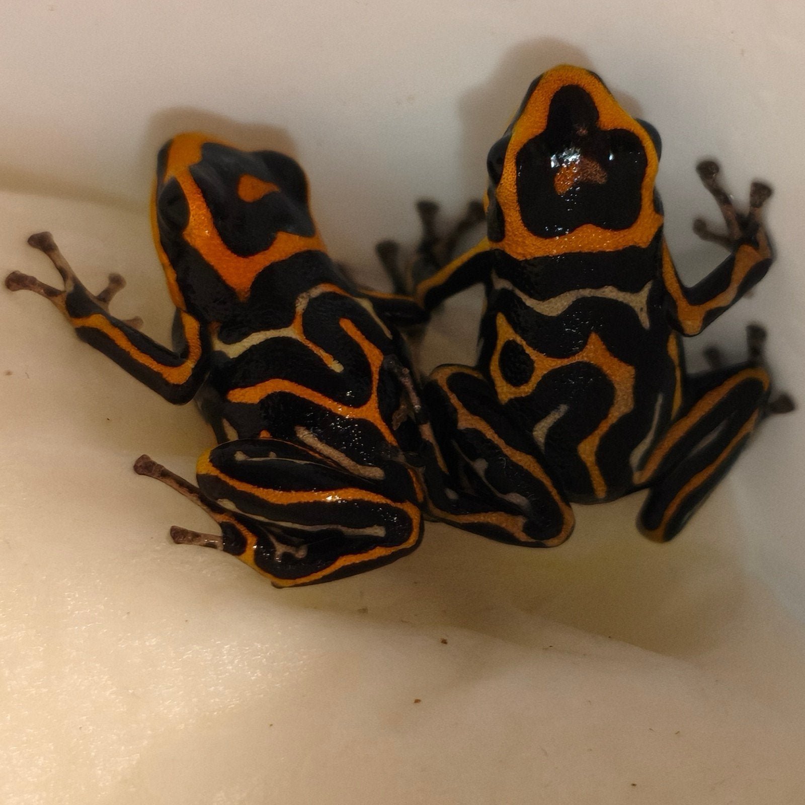 Gifkikkers uit eigen kwekerij, grootste assortiment, Dieren en Toebehoren, Reptielen en Amfibieën