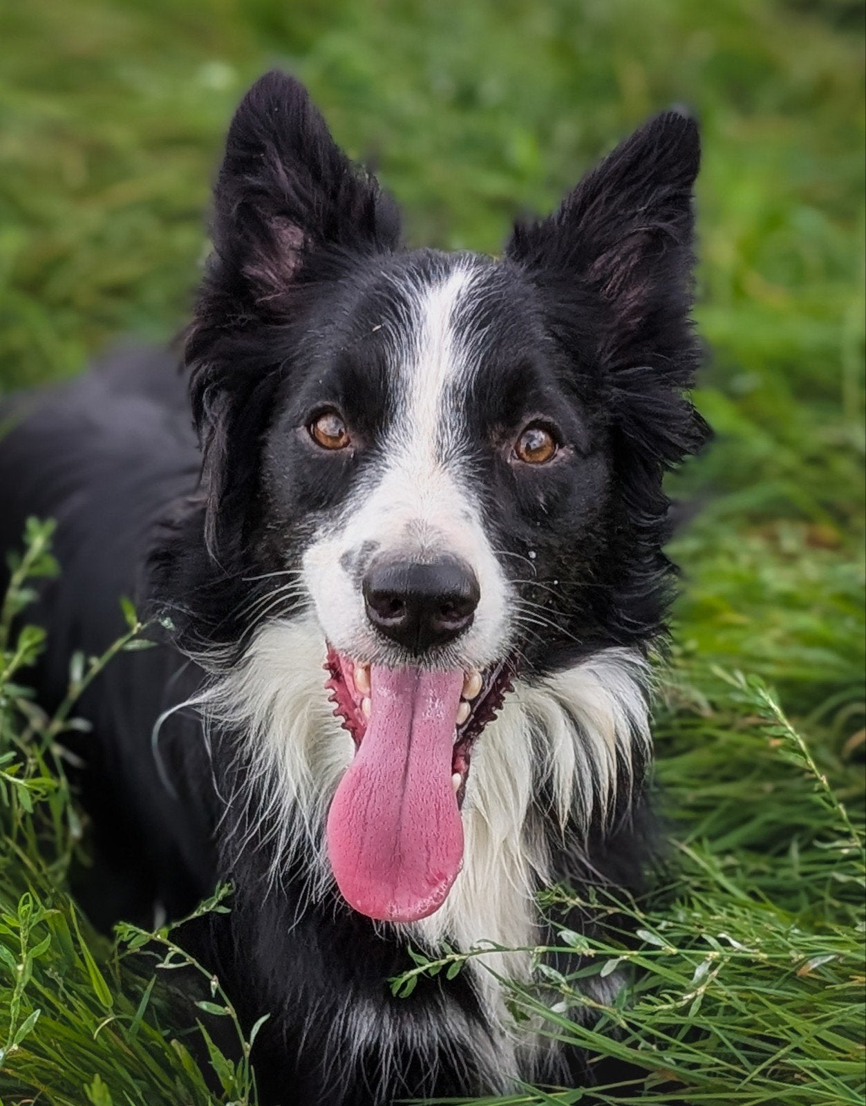 lieve border collie reu zoekt opnieuw een huisje!!, Dieren en Toebehoren, Honden | Herdershonden en Veedrijvers, Parvo, Reu, Collie