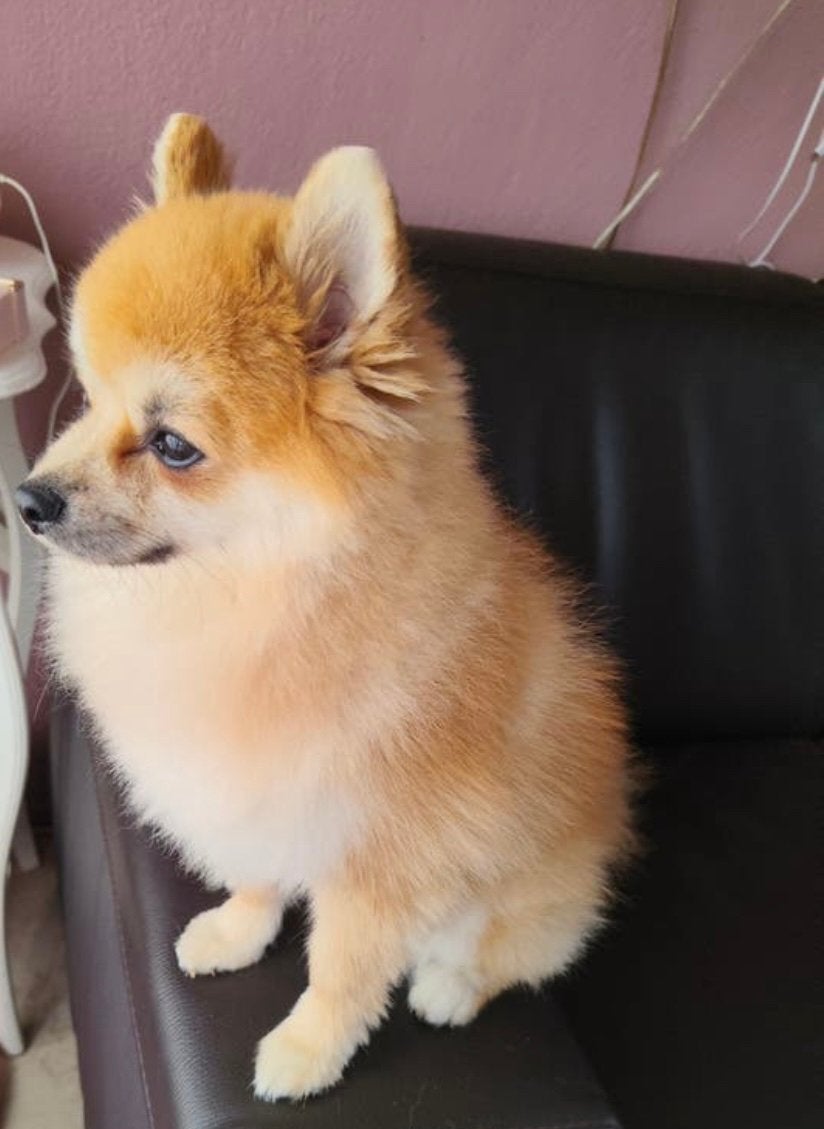 Pomeriaan - Reu, 1 tot 2 jaar, Parvo, Eén hond, Nederland