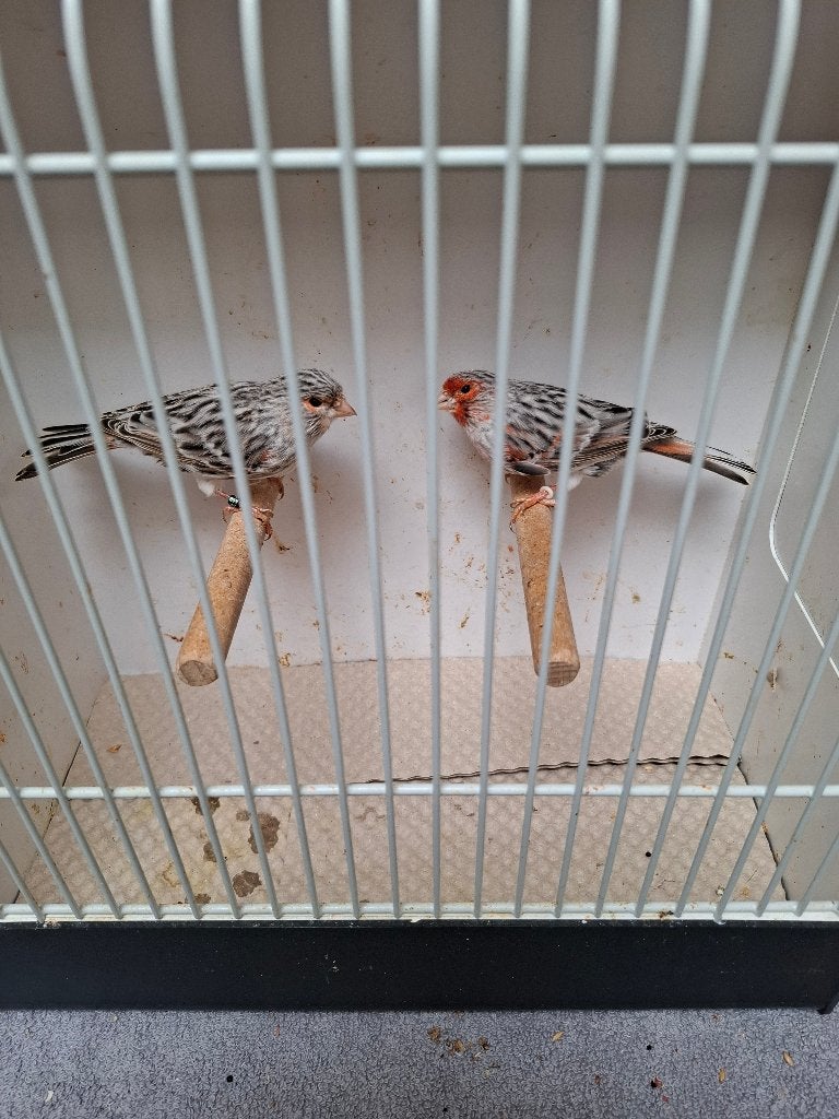 Rood mozaïek agaat kanaries 2026, Dieren en Toebehoren, Meerdere dieren, Kleurkanarie