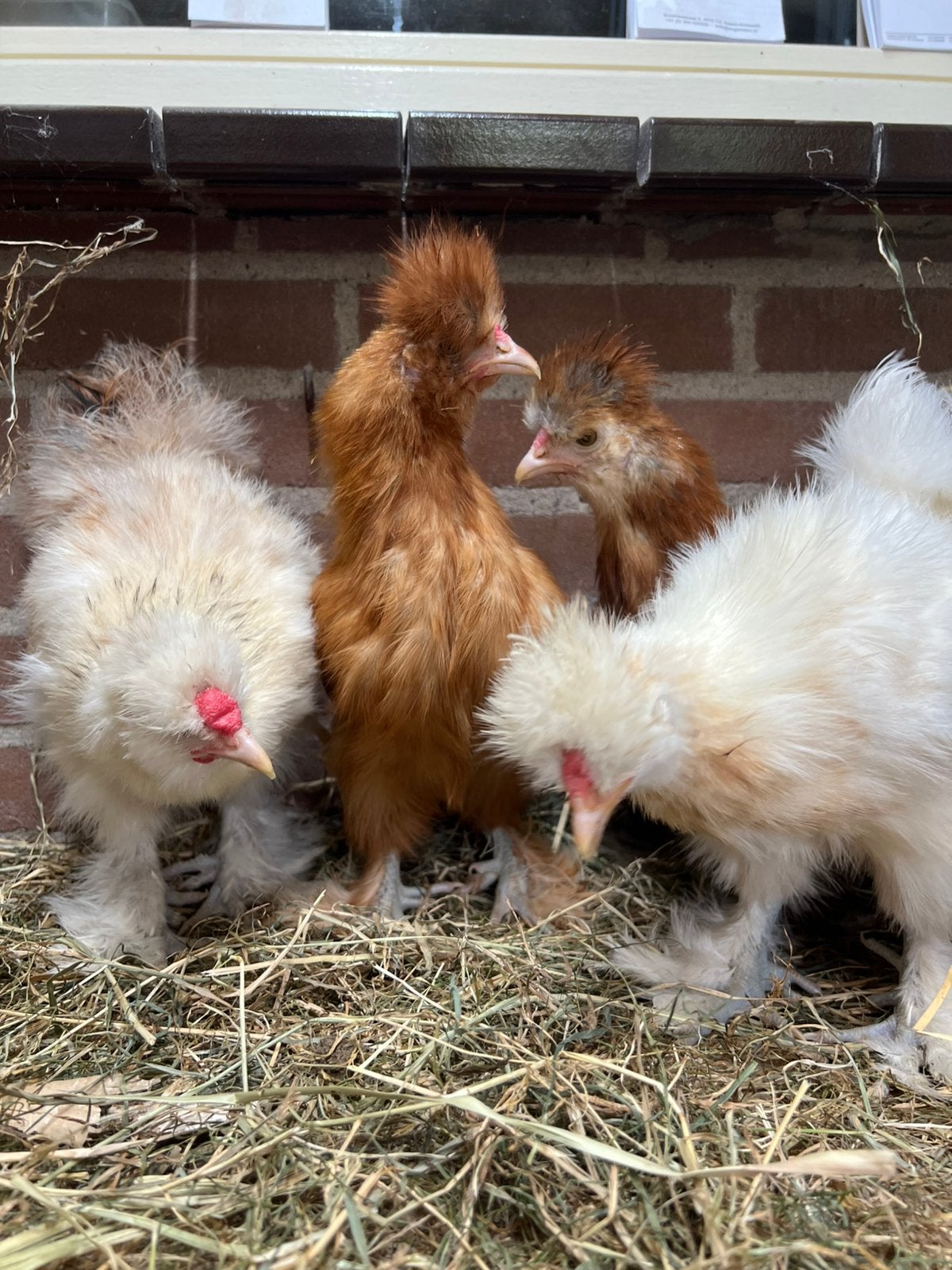 Jonge zijdehoen haantjes, Dieren en Toebehoren, Mannelijk, Kip