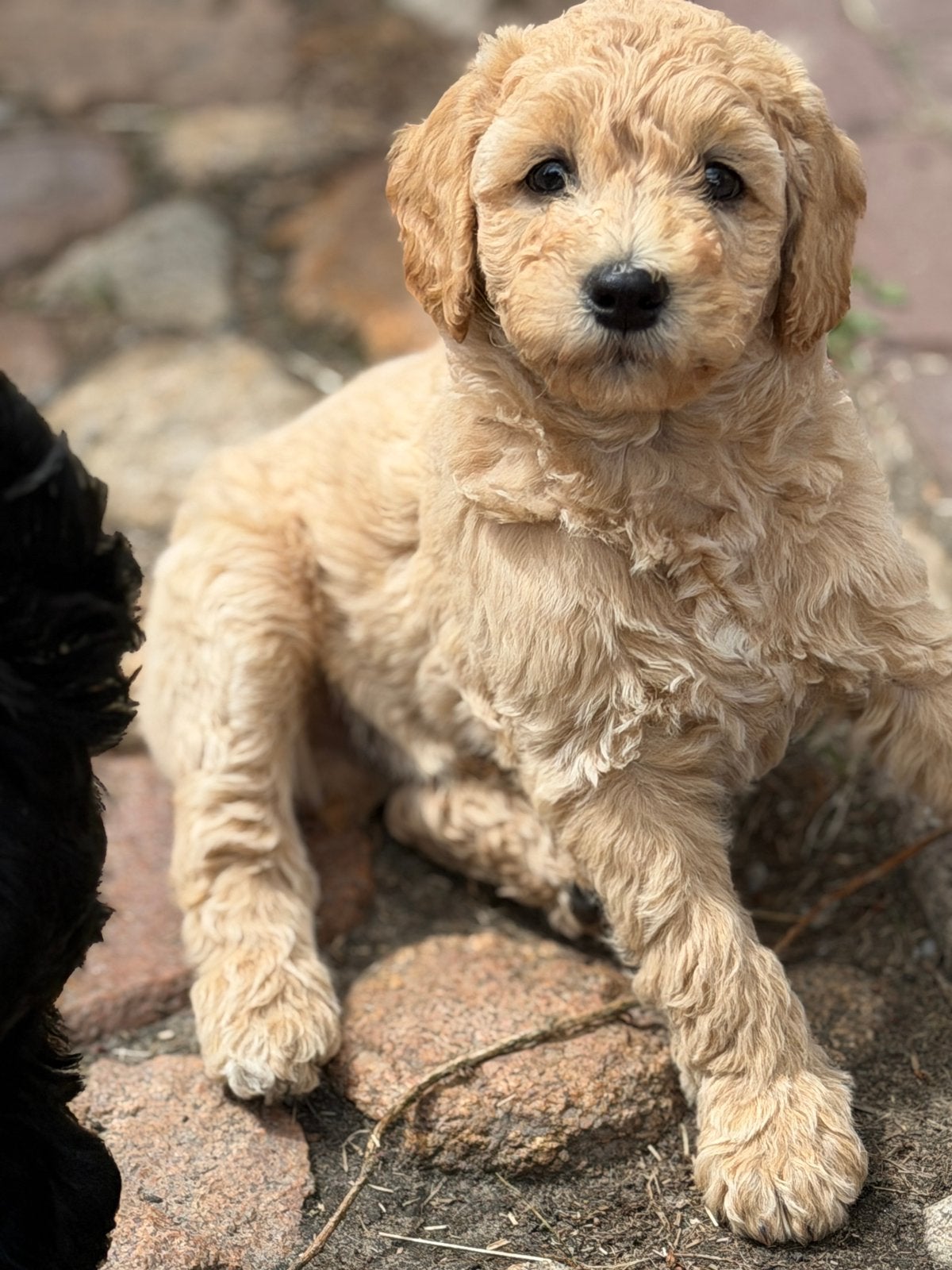 Medium labradoodle pups, Parvo, Overige rassen, 8 tot 15 weken, Meerdere
