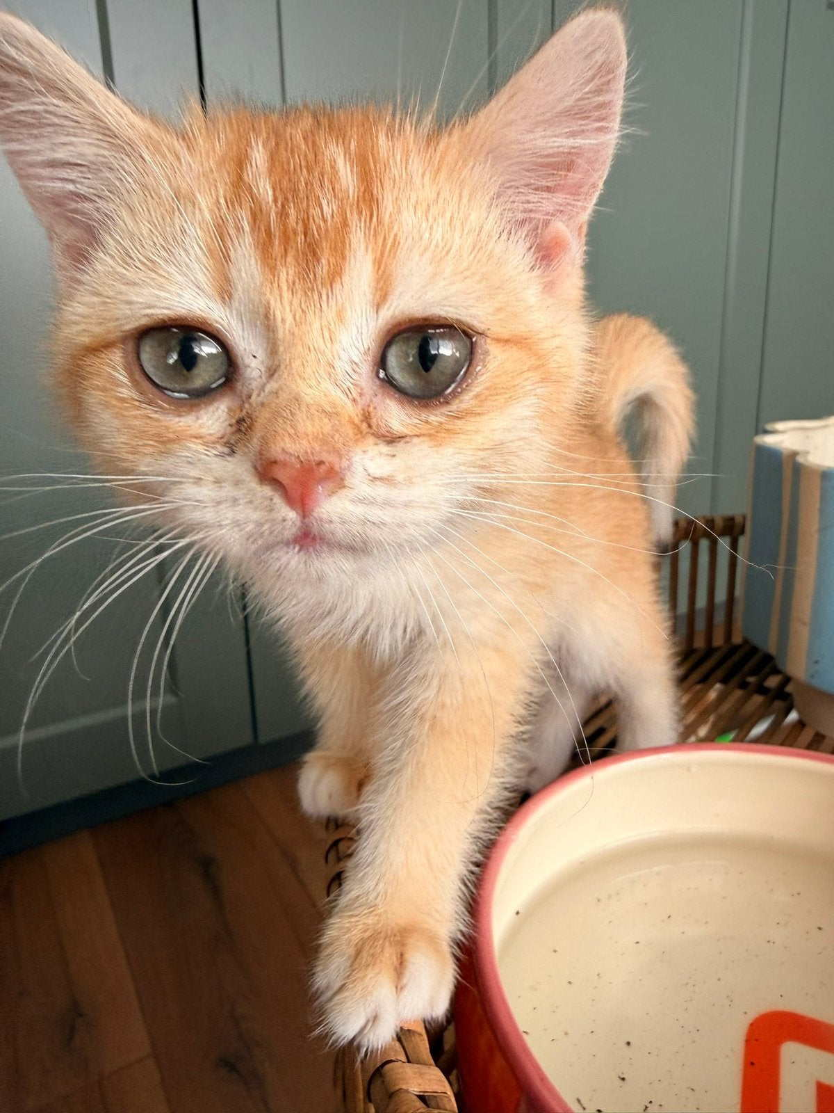 Prachtige Britse Korthaar kittens beschikbaar!, Meerdere dieren