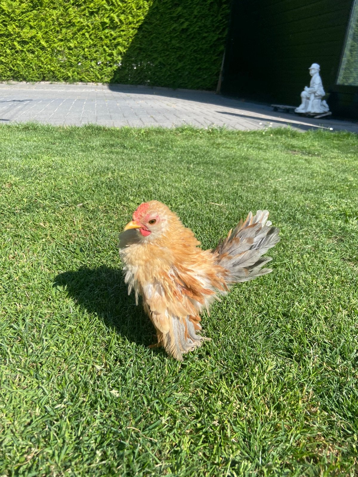 Jonge serama haan 8 weken oud 150 gram!, Dieren en Toebehoren, Pluimvee, Mannelijk, Kip