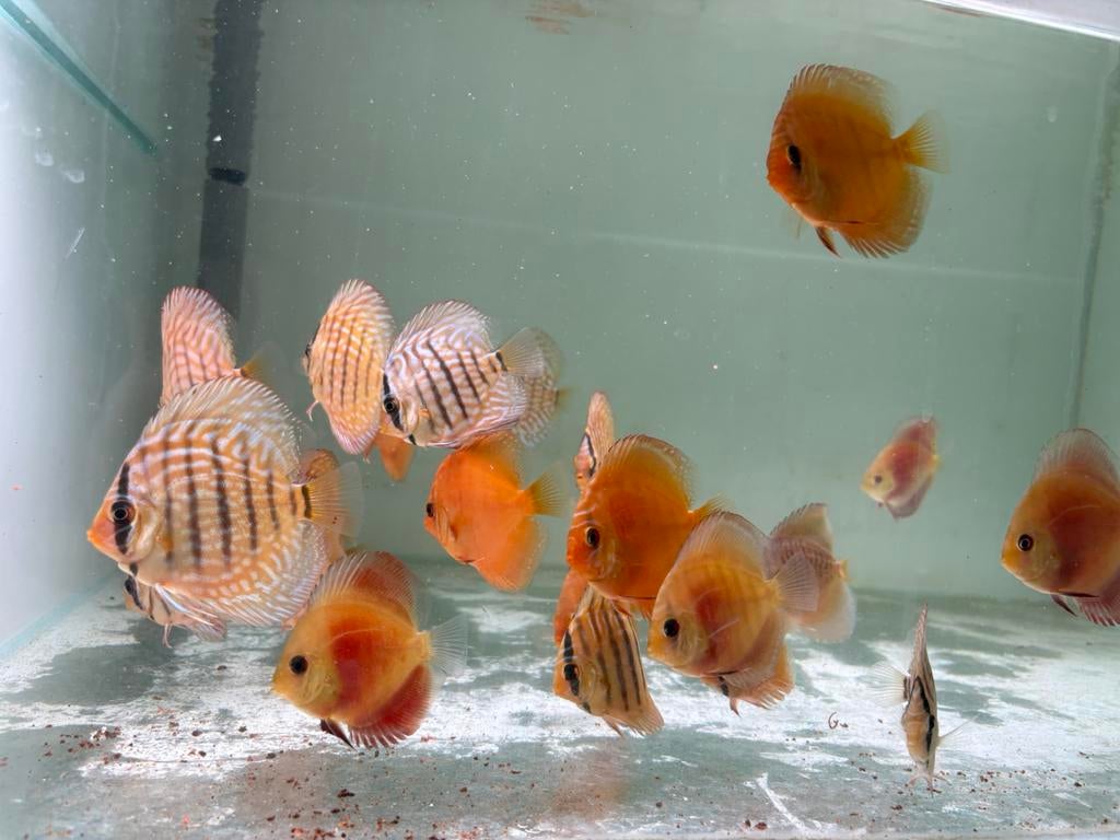 Discusvissen, Vis, Zoetwatervis, Schoolvis