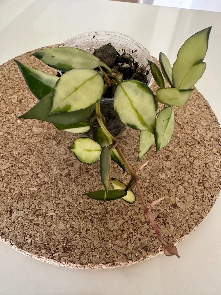 Hoya lacunosa var, Minder dan 100 cm, Bloeiende kamerplant, Groenteplant, Halfschaduw