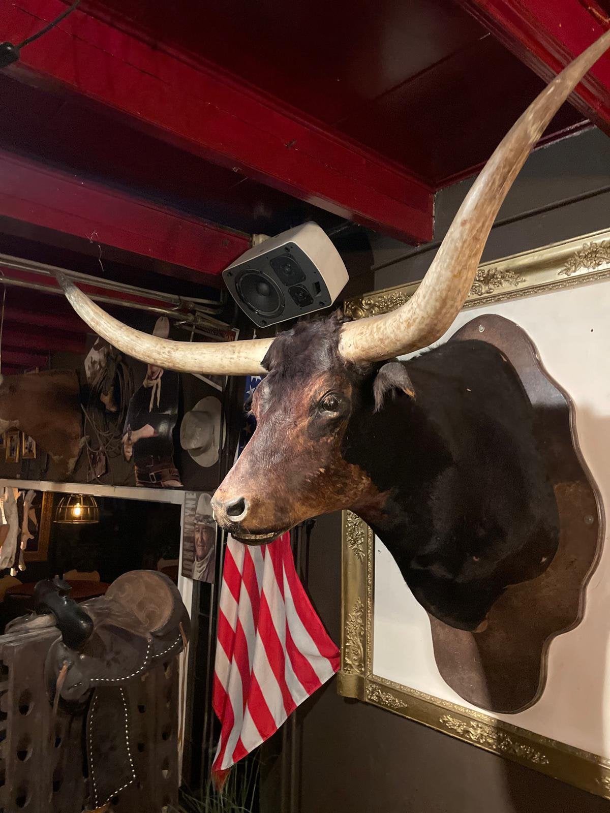 Opgezette Spaanse stierenkoppen. Taxidermie hoorns kop, Ophalen, Zo goed als nieuw, Overige soorten, Opgezet dier