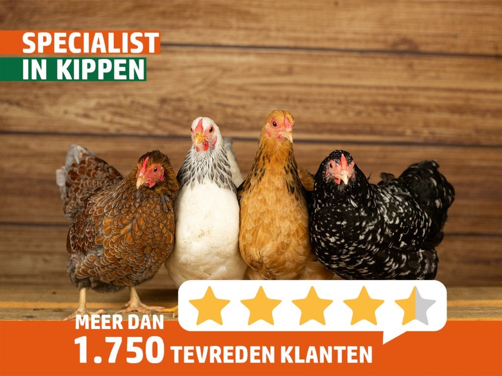 Wyandotte krielkippen | Tamme kippen | Passend advies