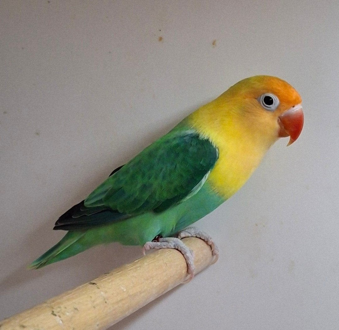 Gezocht!, Dieren en Toebehoren, Vogels | Parkieten en Papegaaien