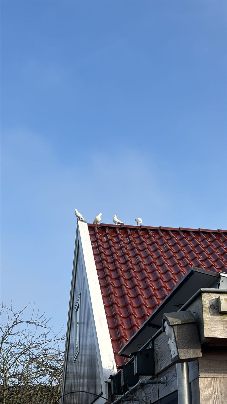 Leuke witte duifjes, Dieren en Toebehoren, Meerdere dieren, Overige soorten