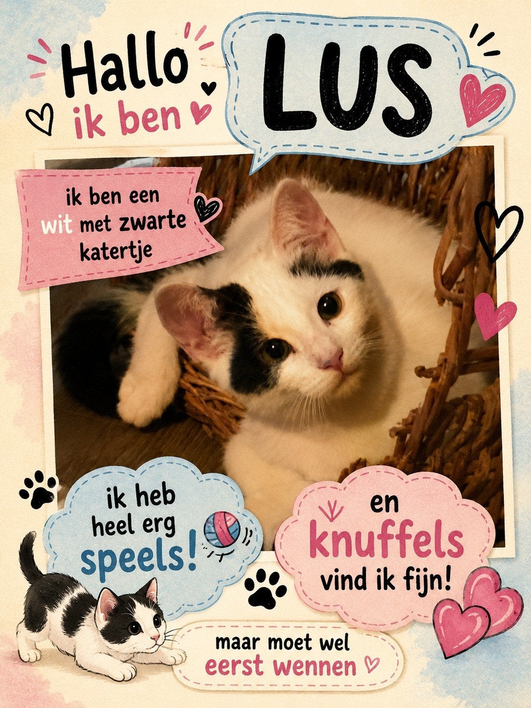 5 kittens die mogen verhuizen naar lieve baasjes, Meerdere dieren