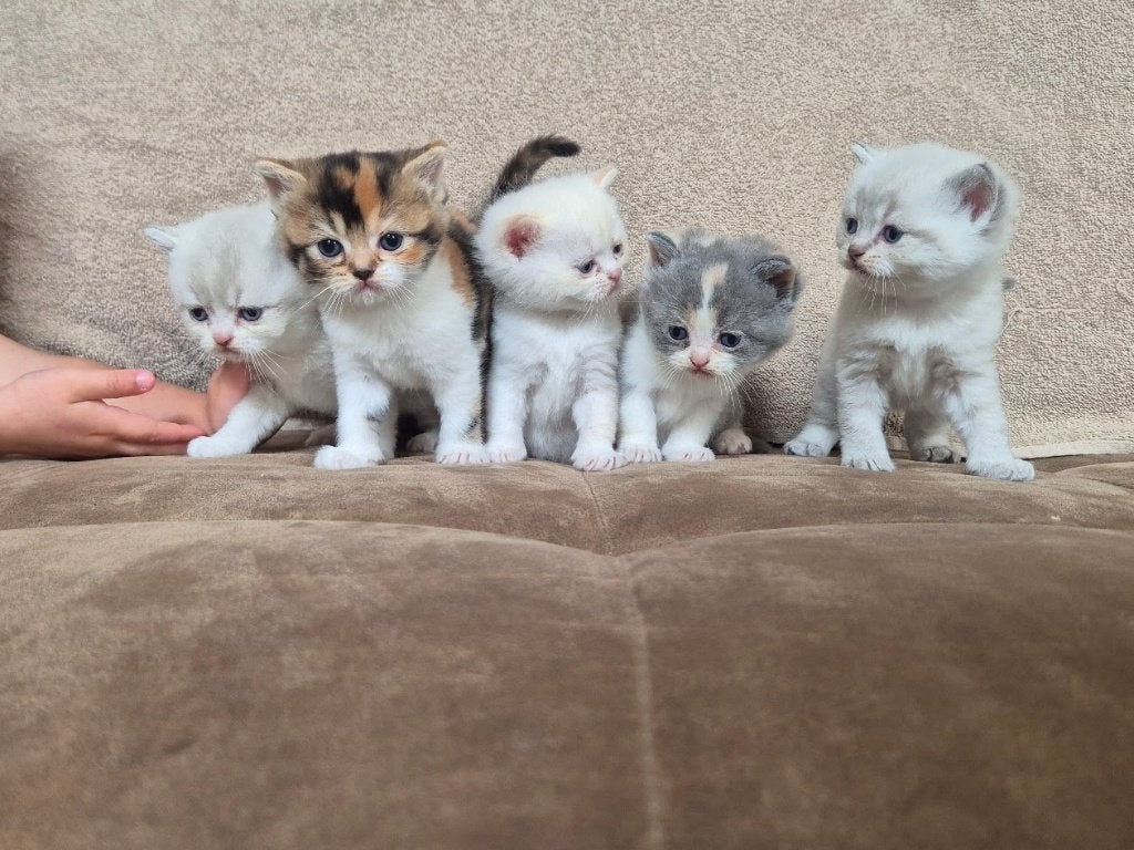Lieve Brits korthaar (x ragdoll) kittens creme point tortie, Dieren en Toebehoren, Katten en Kittens | Raskatten | Korthaar, Meerdere dieren