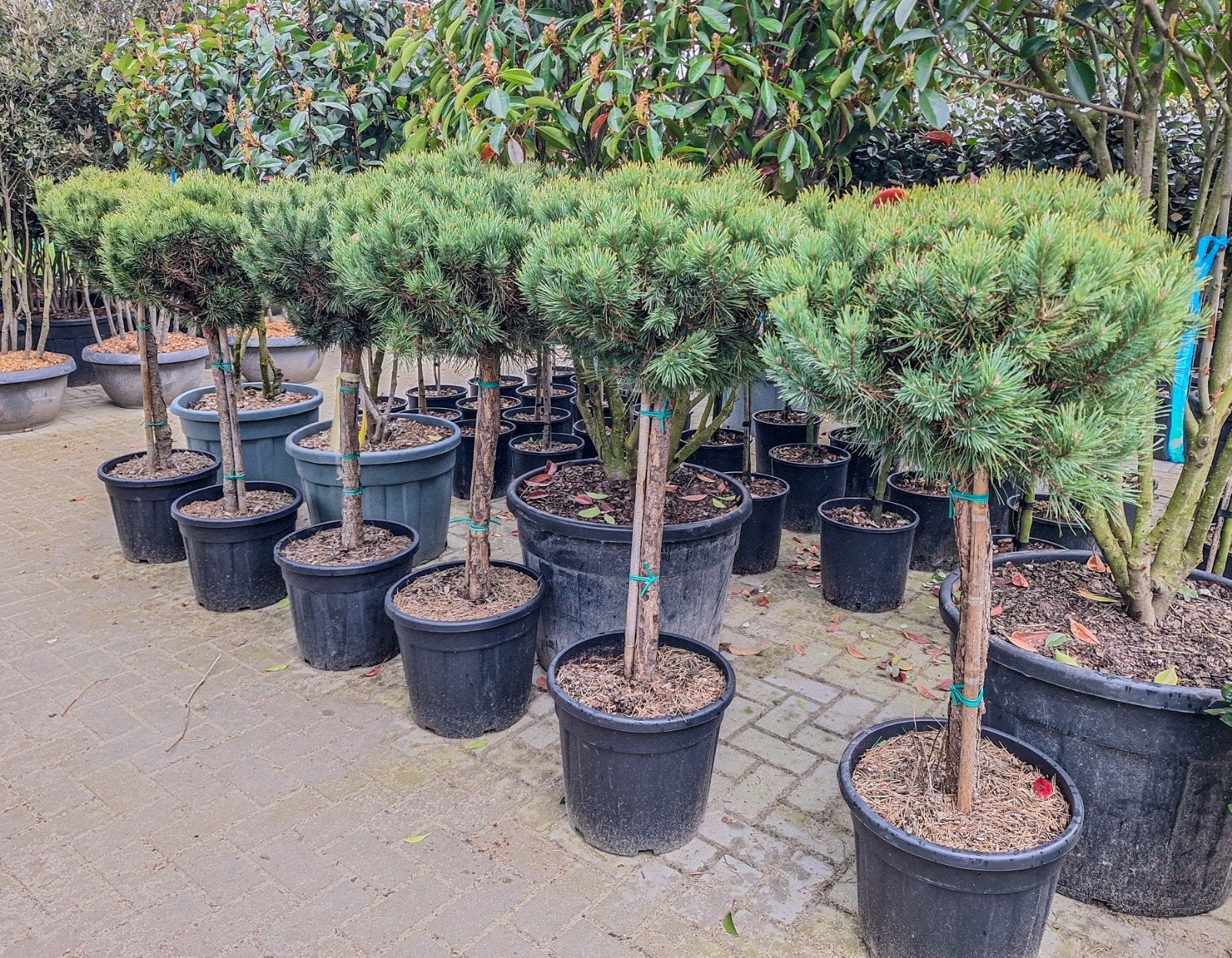 Pinus watereri, Overige soorten, Minder dan 100 cm, Zomer, Ophalen