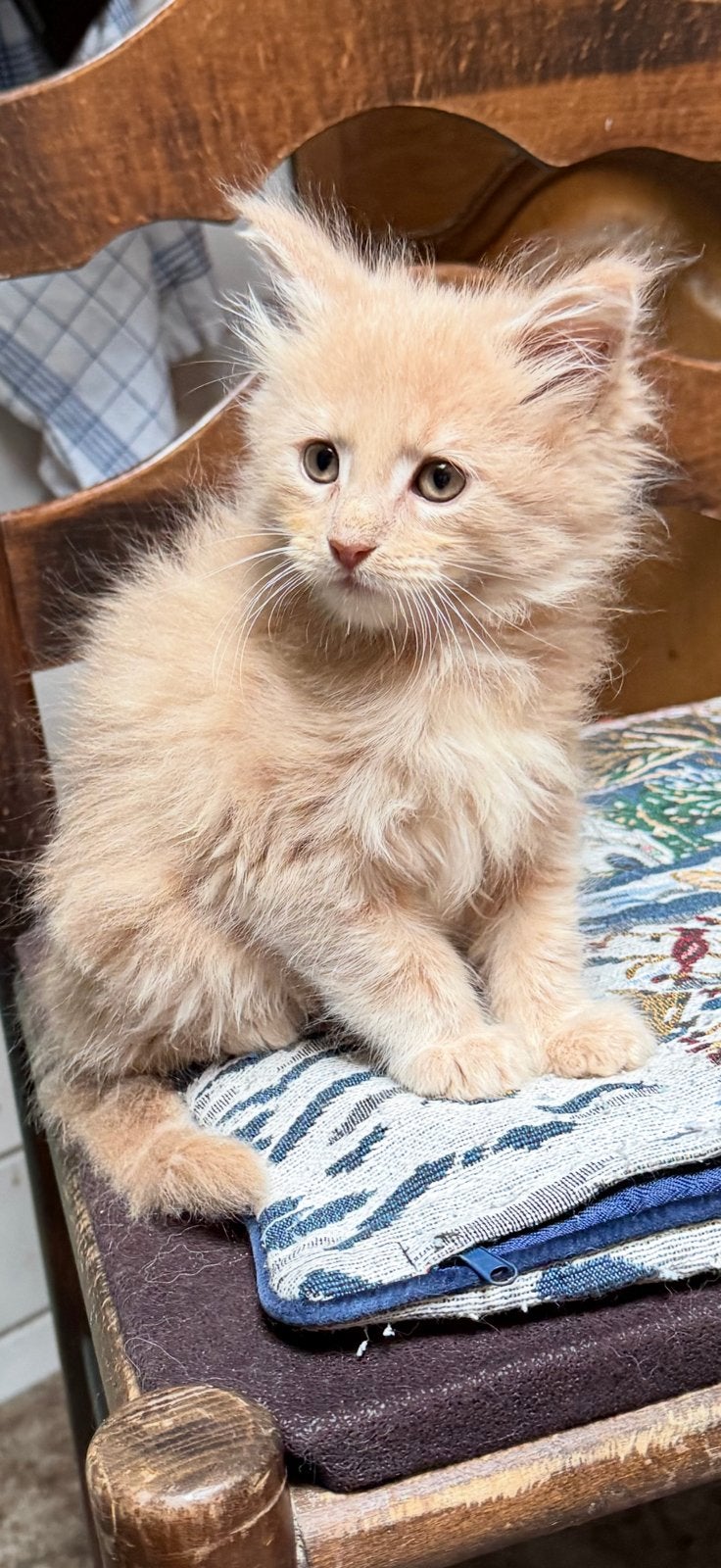 MAINE COON KATERTJE, MOEDER MET STAMBOOM VADER RUSSISCH., Kater, Ingeënt