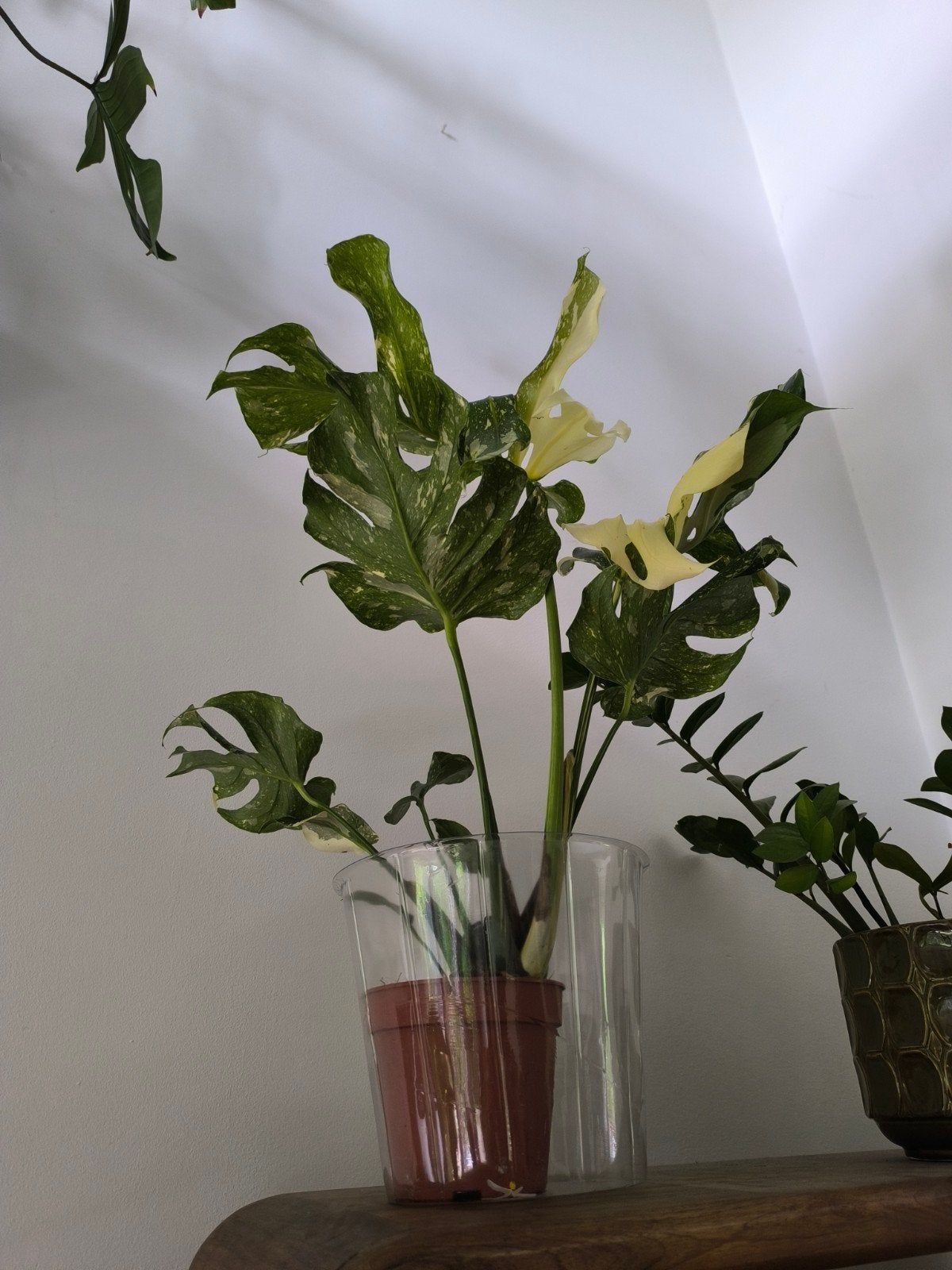 Monstera Thai Constellation - Stabiele Medusa Mutatie, Ophalen of Verzenden, Overige soorten